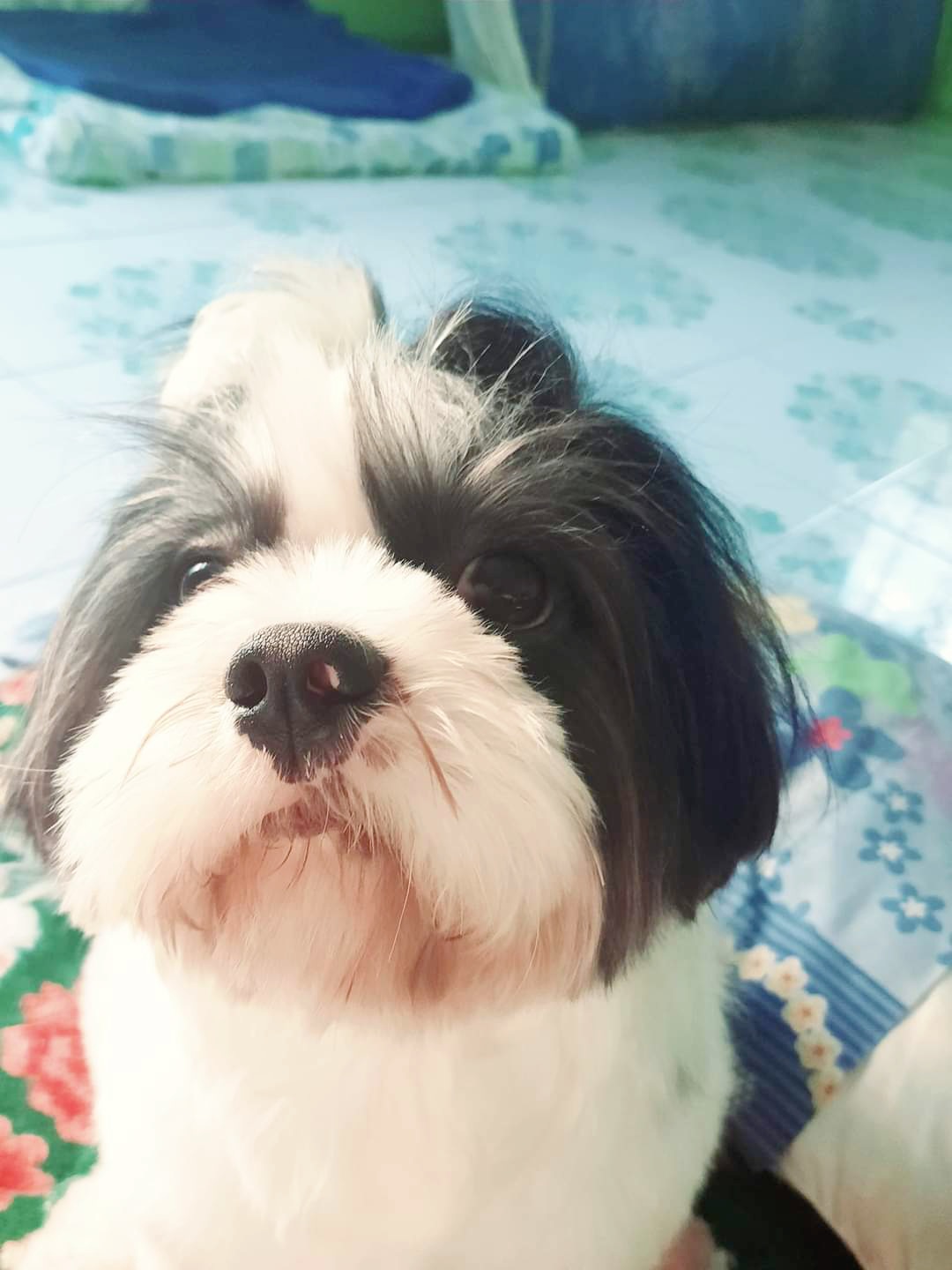 Smile dogs