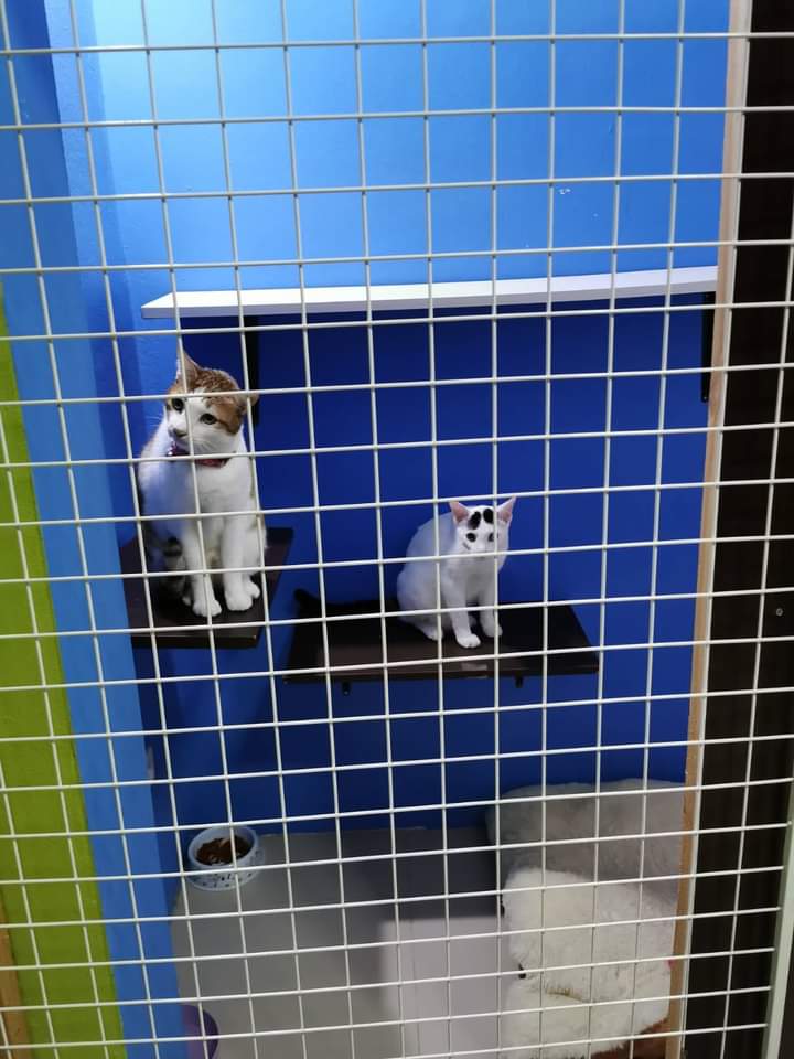 Smiley animal clinic