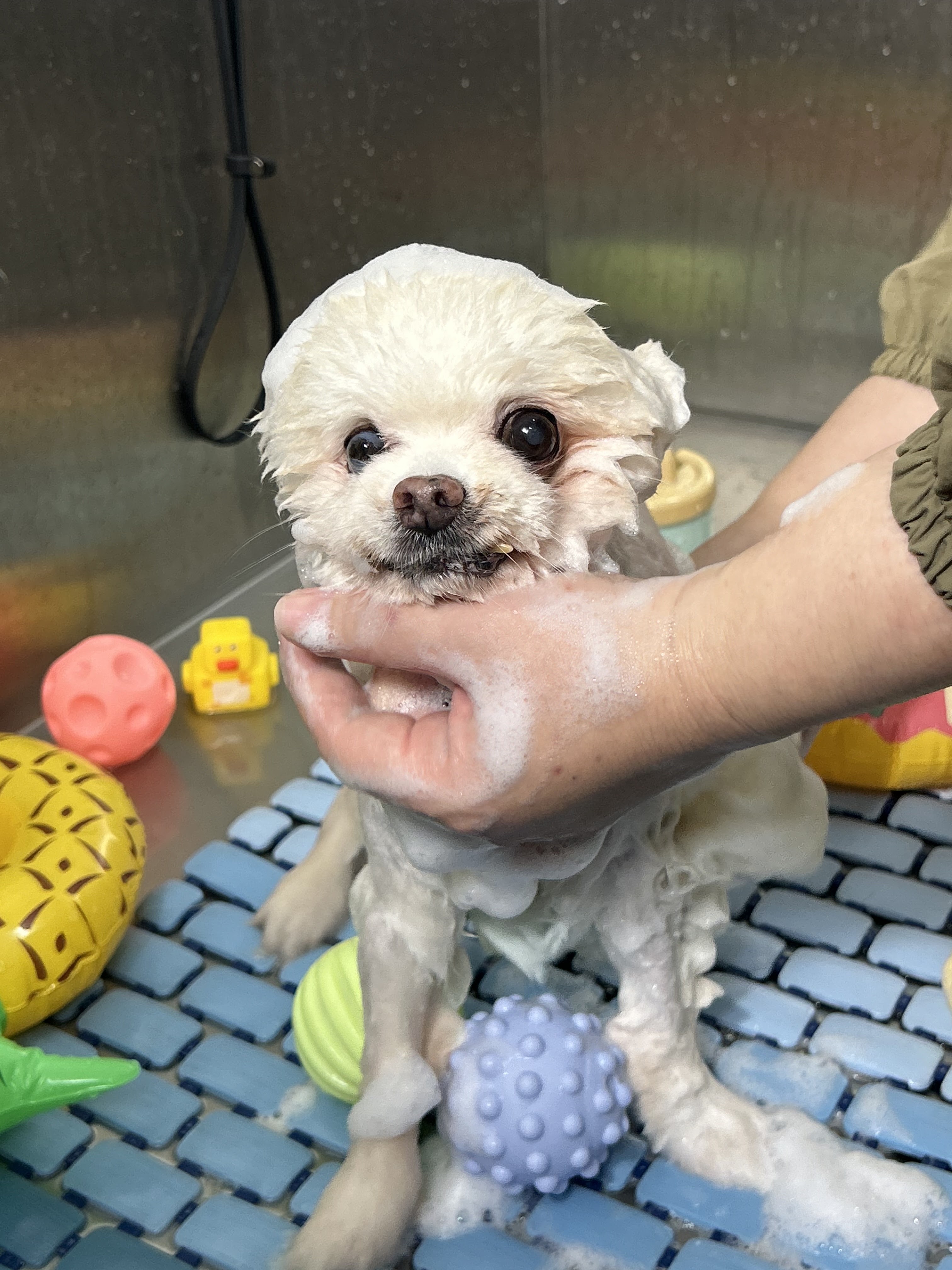 BooBath Pet Grooming