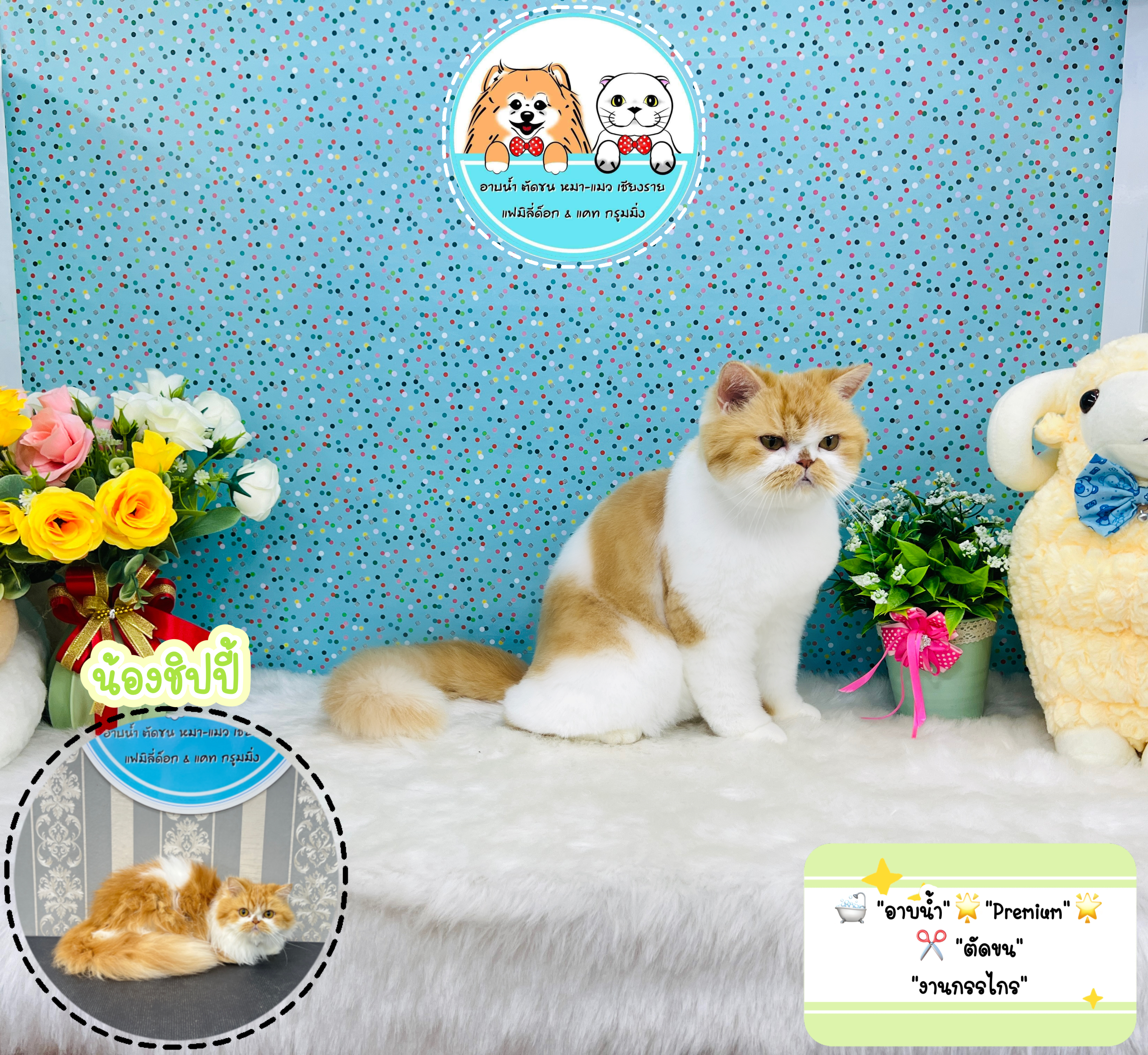 Dog and Cat Grooming Bath Chiang Rai Family Dog & Cat Grooming