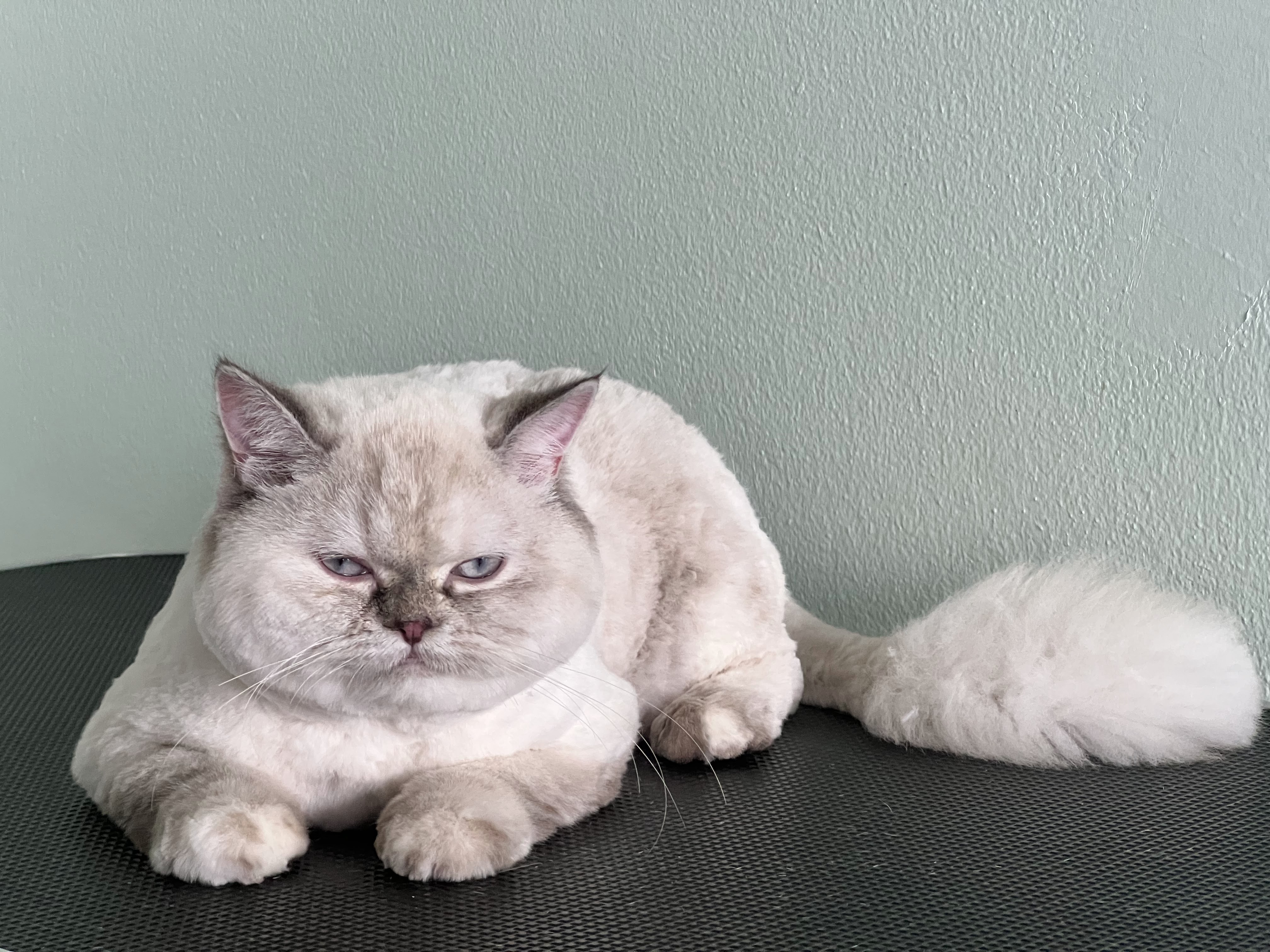 Mr.Max Grooming