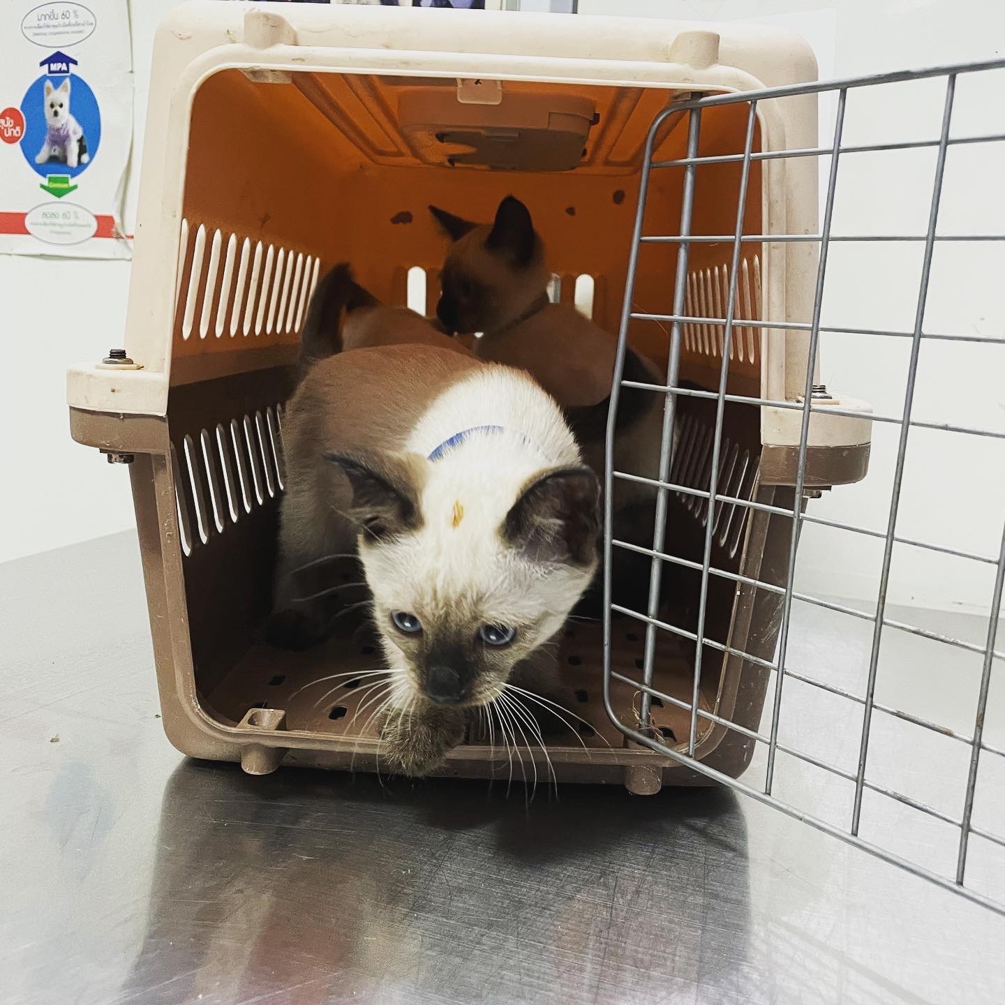 Pet Home Animal Treatment Clinic