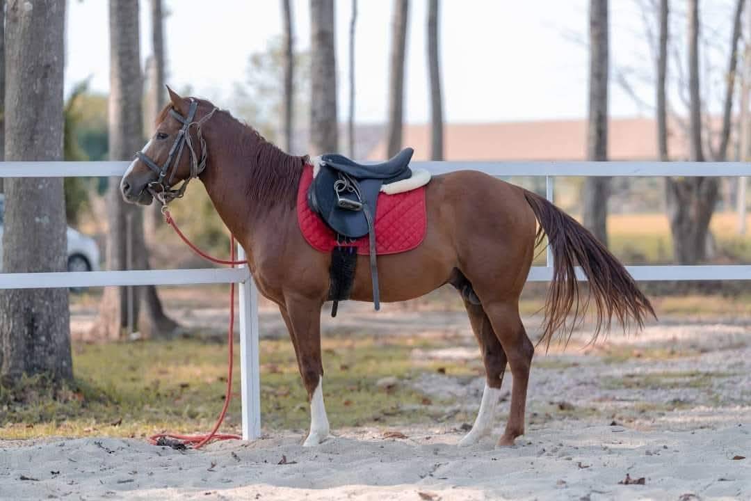 Toryga Horse Farm