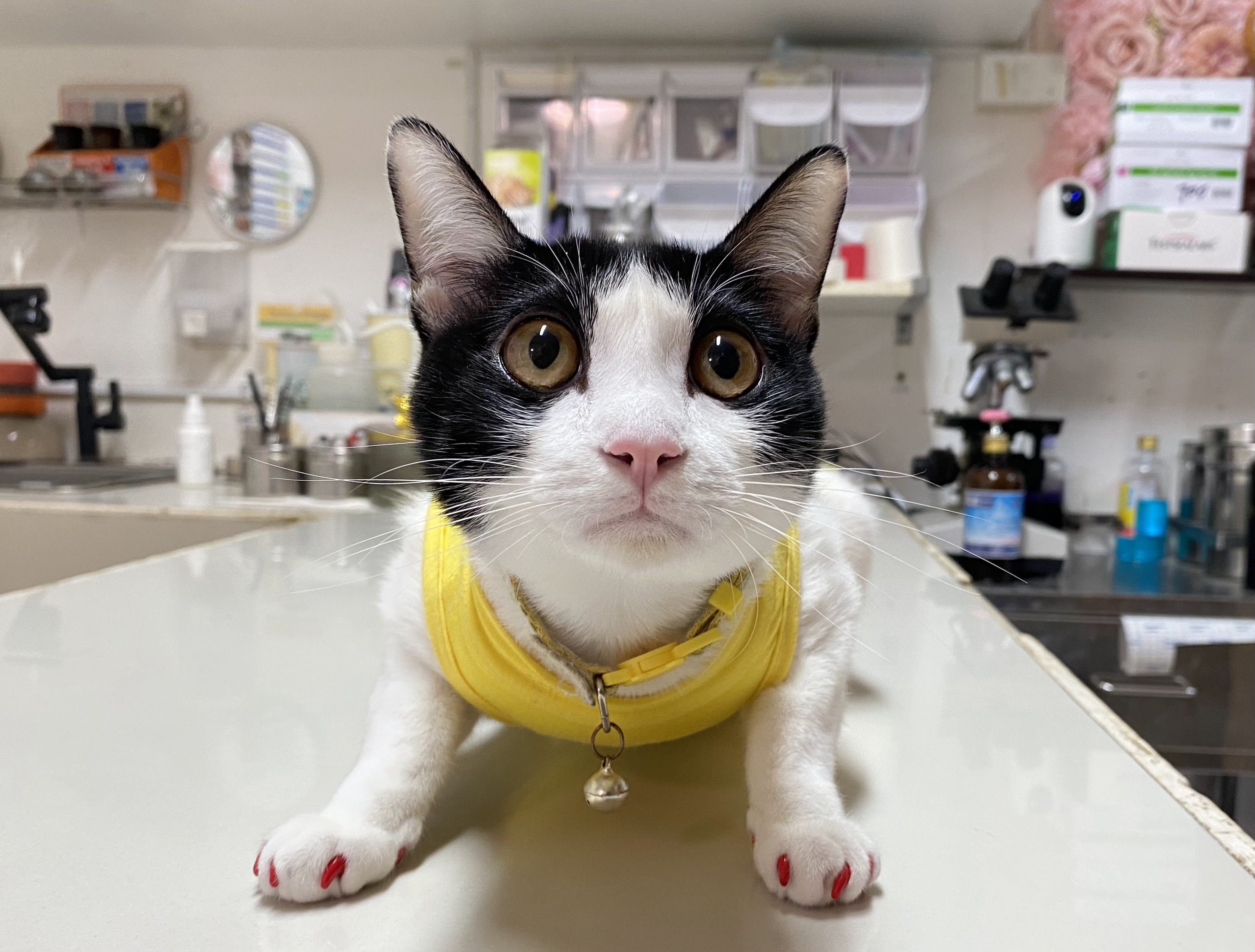 Chaiyapruek Animal Hospital