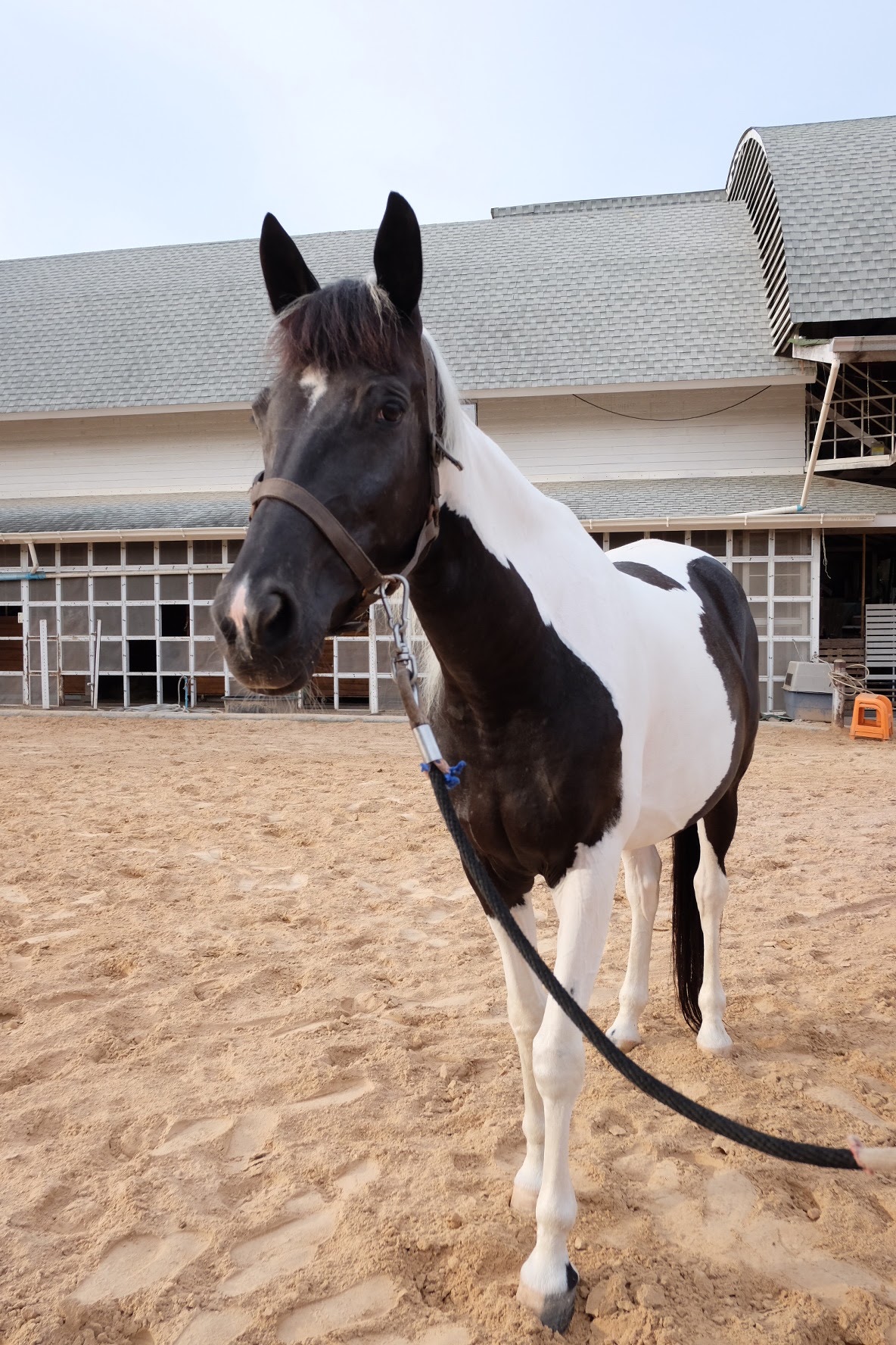 22nd Horse Club