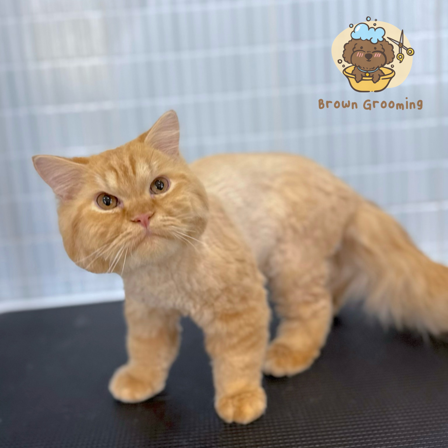 Brown Grooming & Pet Homestay