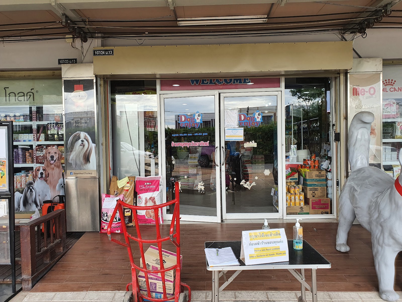 Dog Enjoy Pattaya