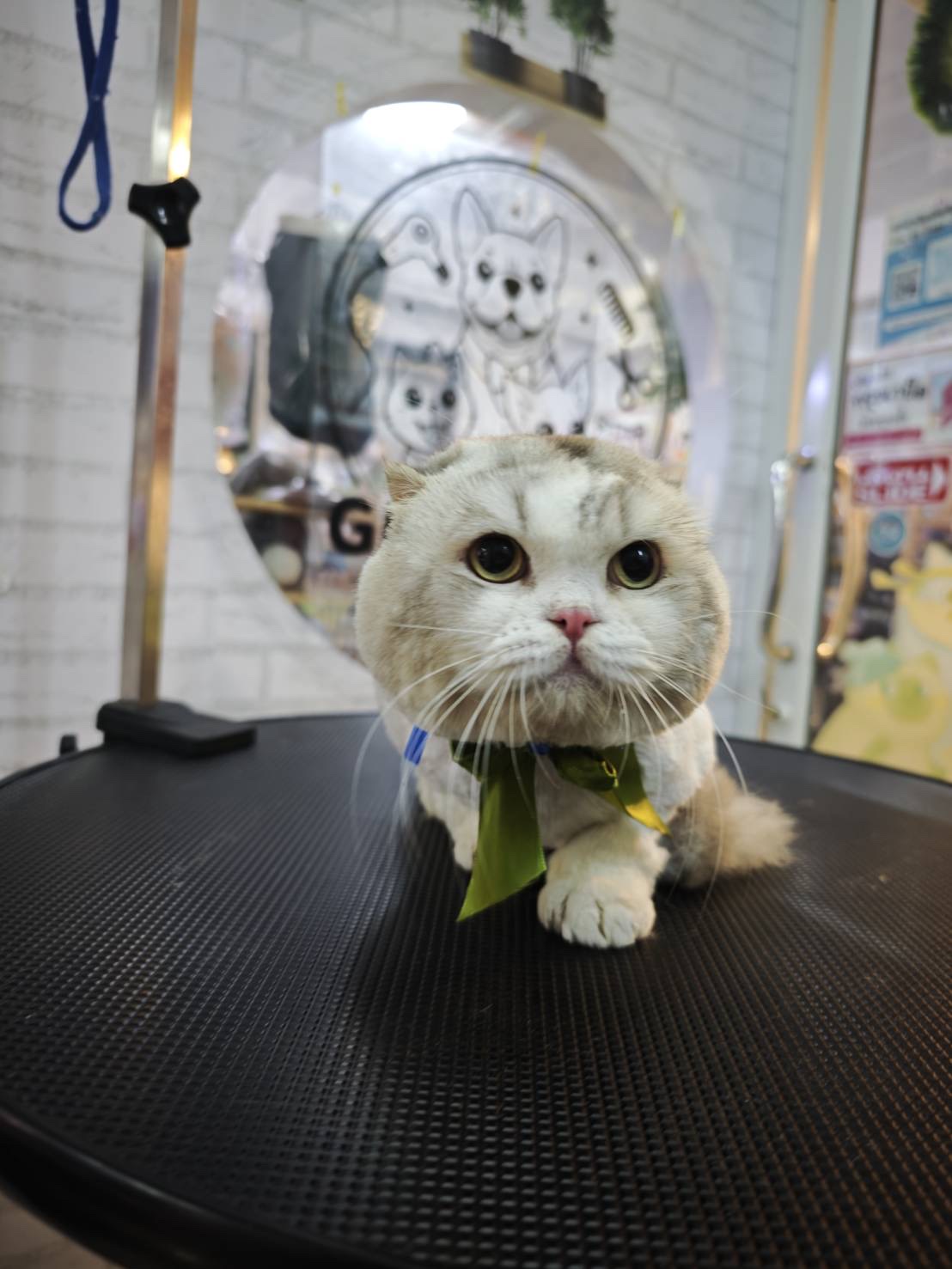 Furpet grooming and hotel