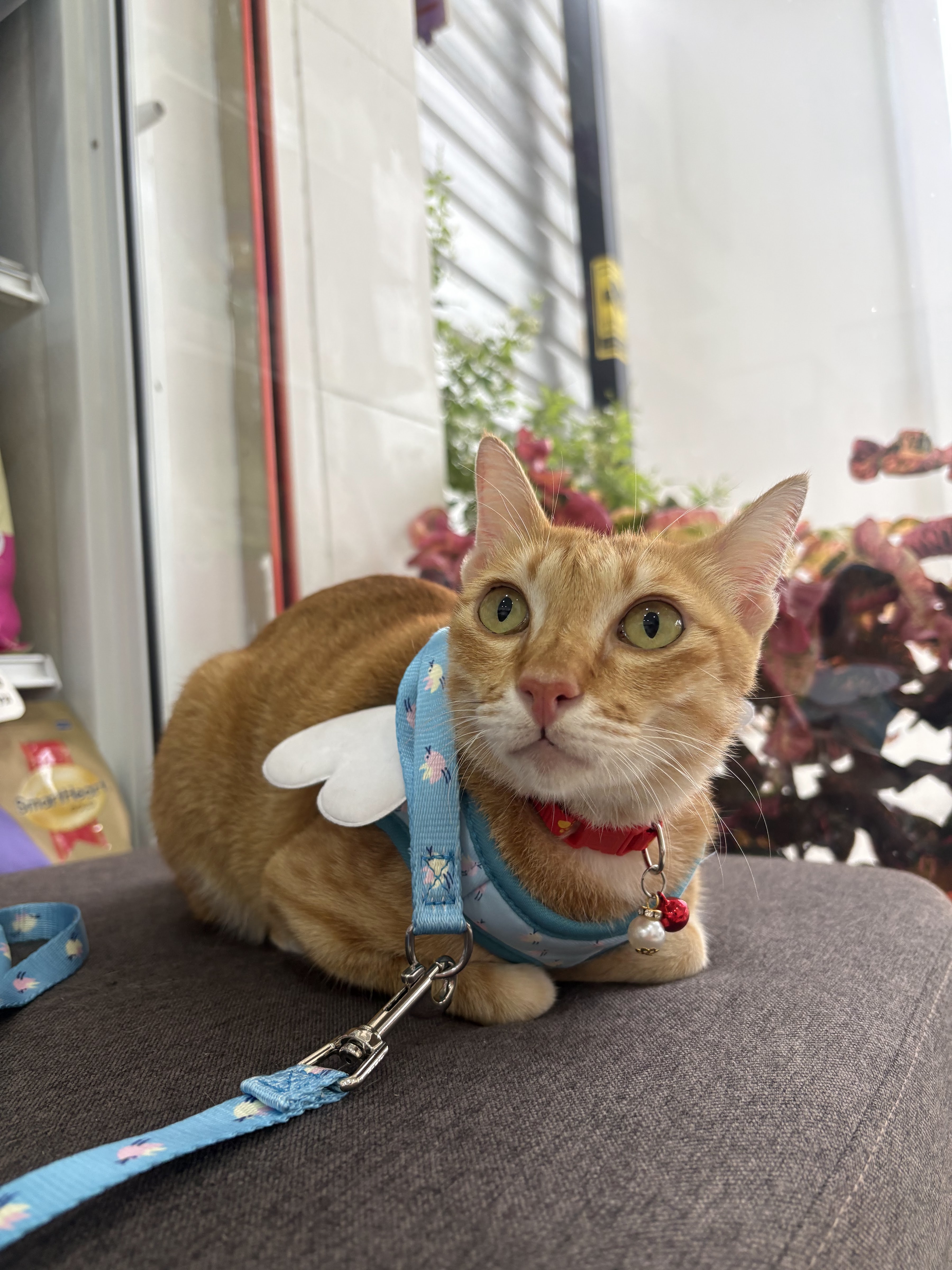 Kitty Care Vet Clinic
