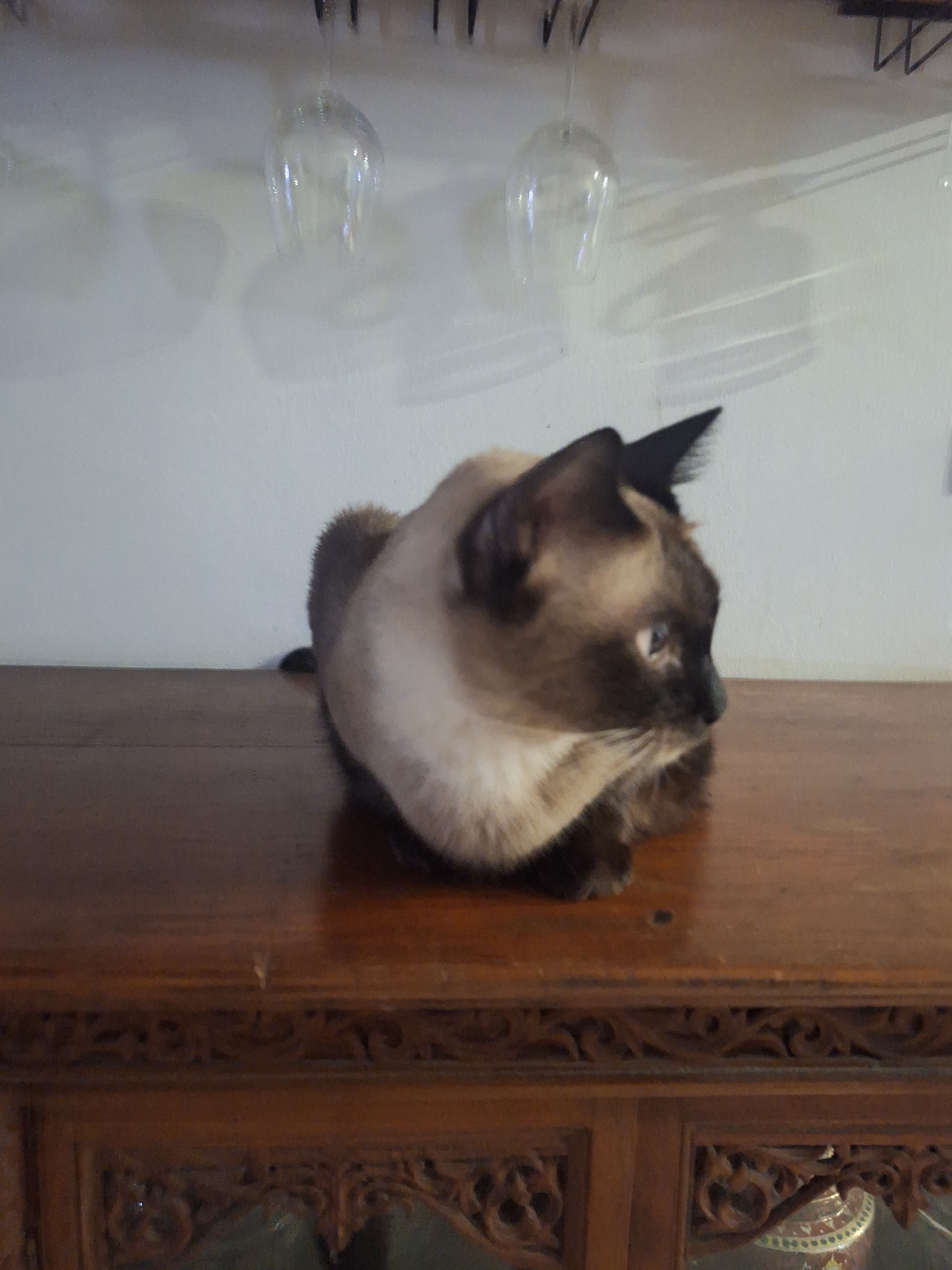 Kitty Care Vet Clinic