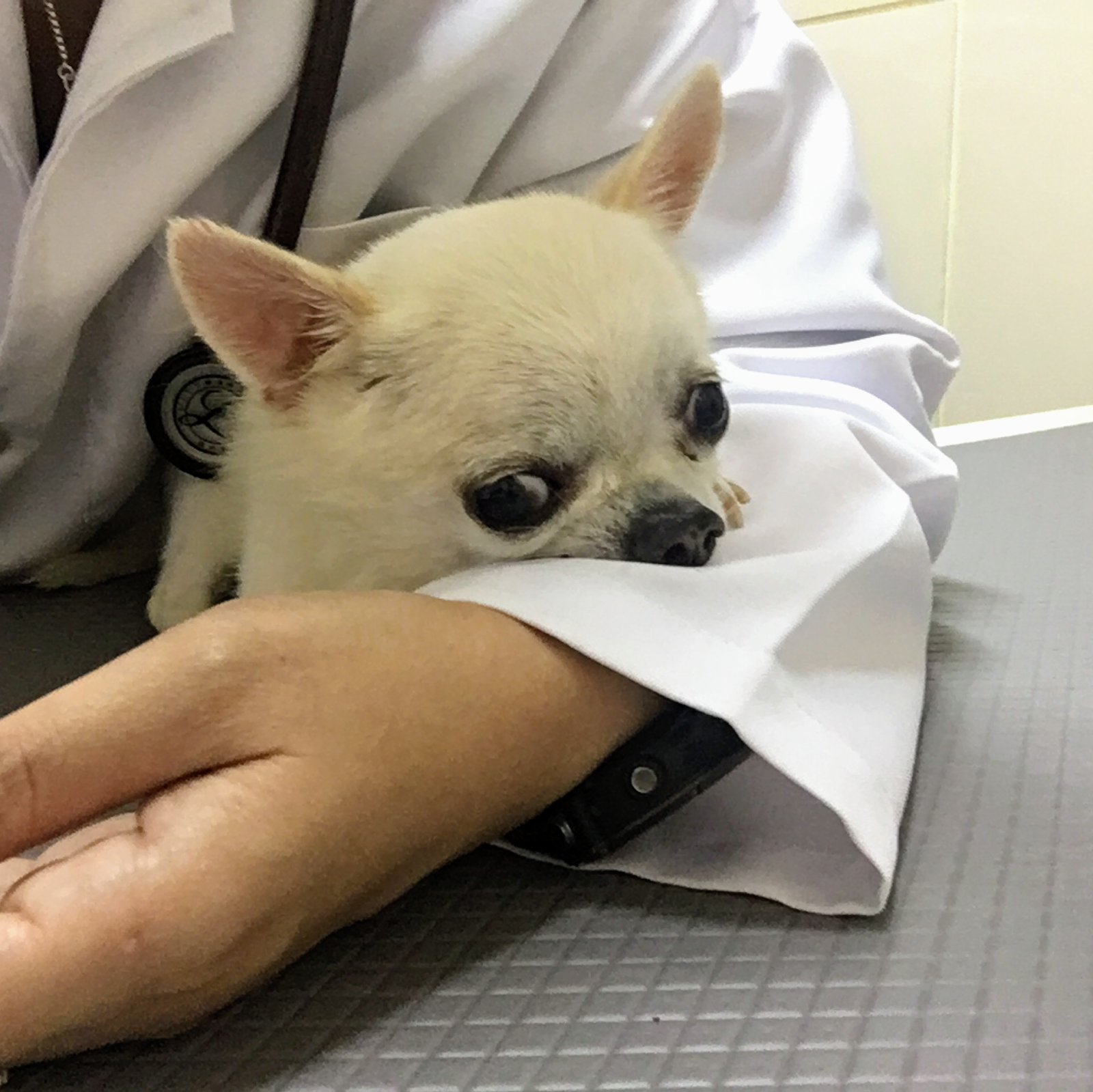 North Pattaya Animal Hospital