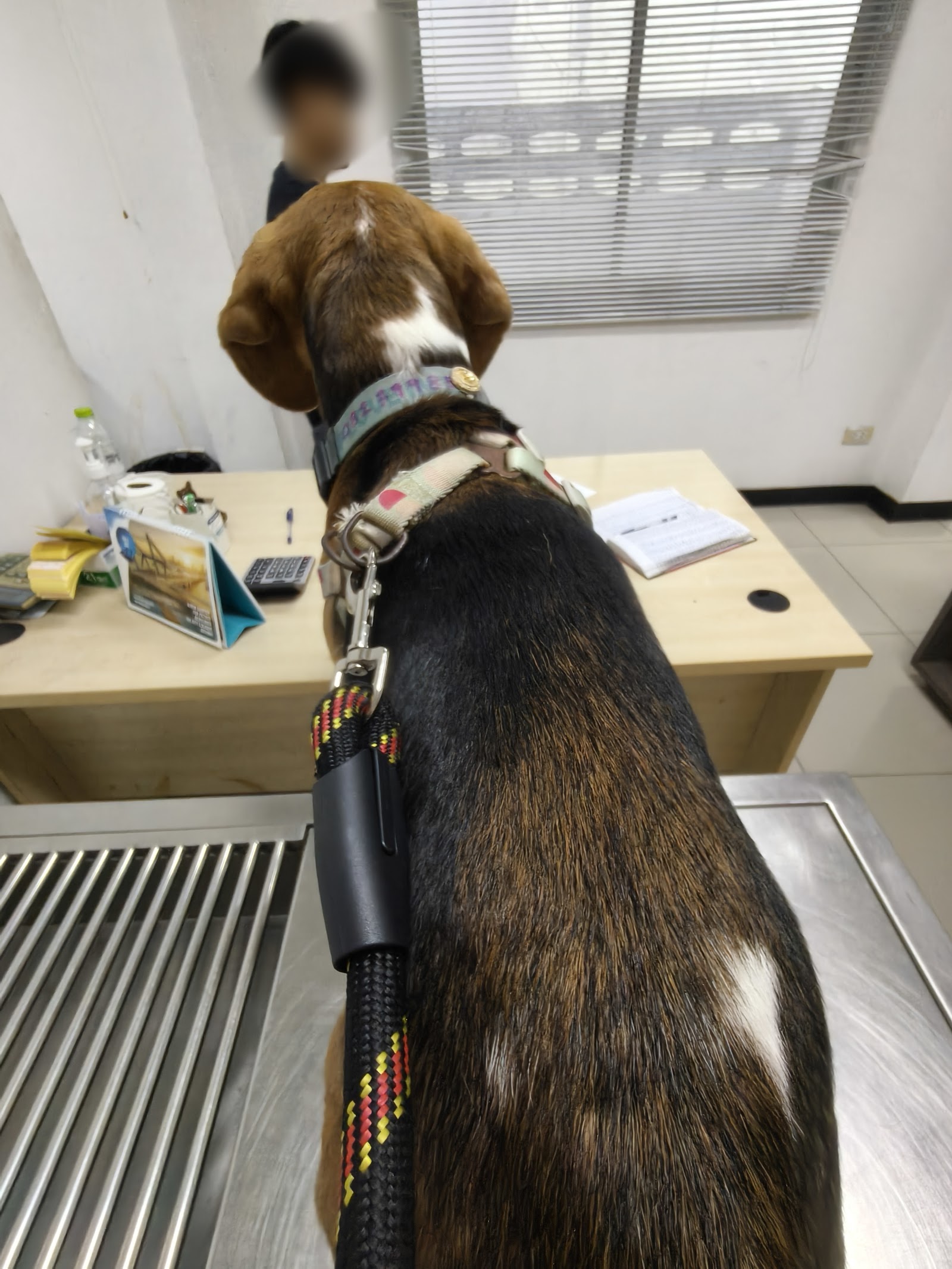 Pattaya Animal Hospital