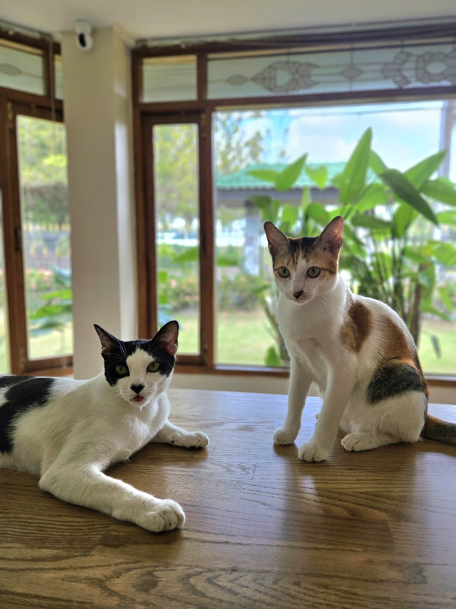 Pet Buddy Animal Clinic