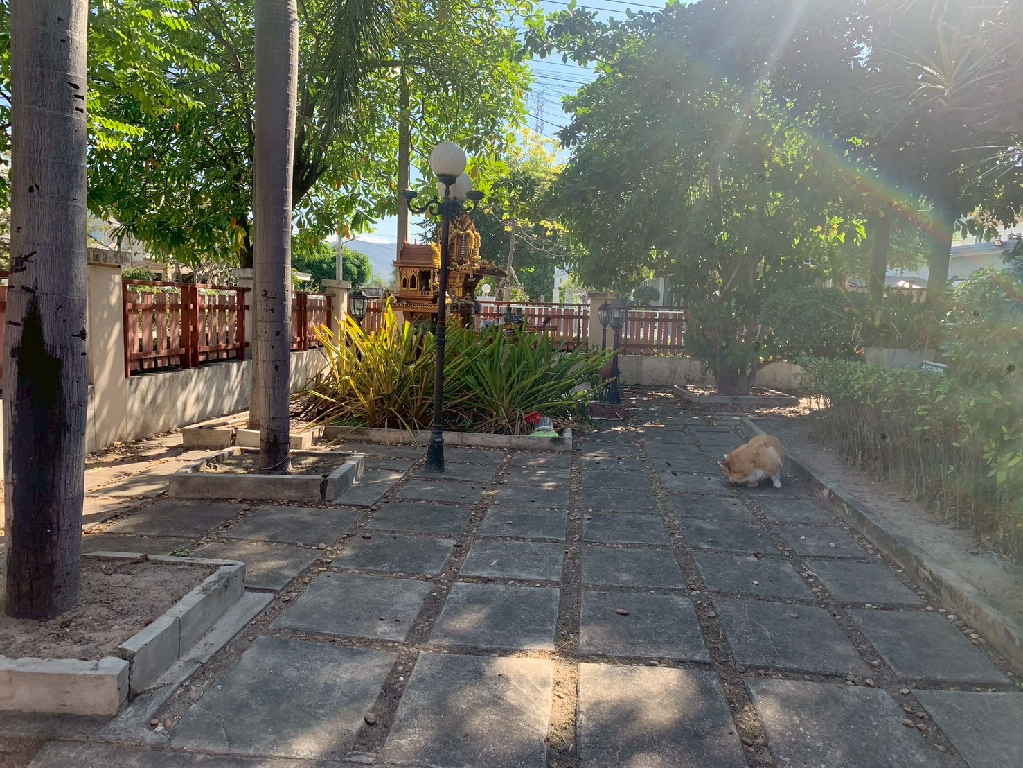 Pet Paradise