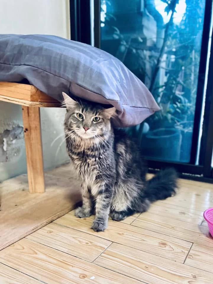 Pet Paradise