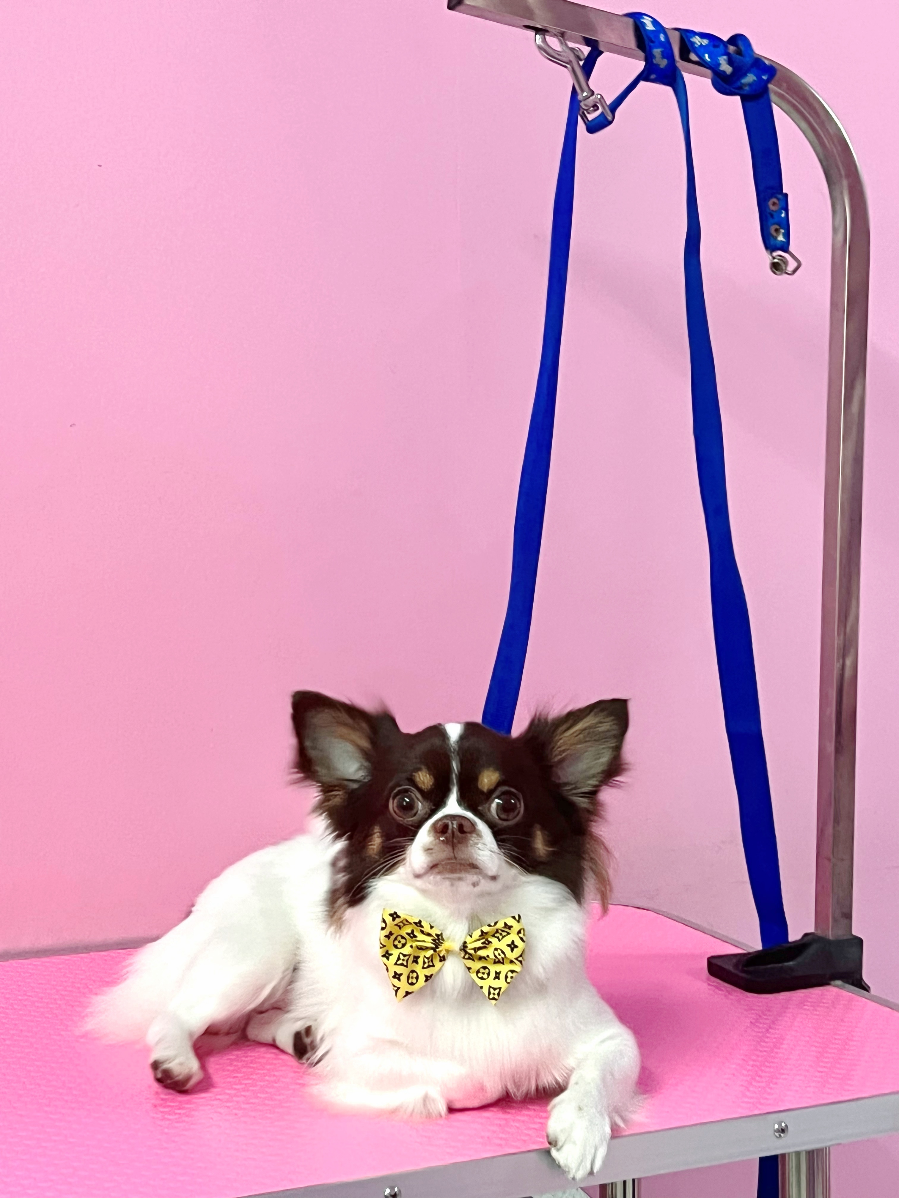 PETlovercare