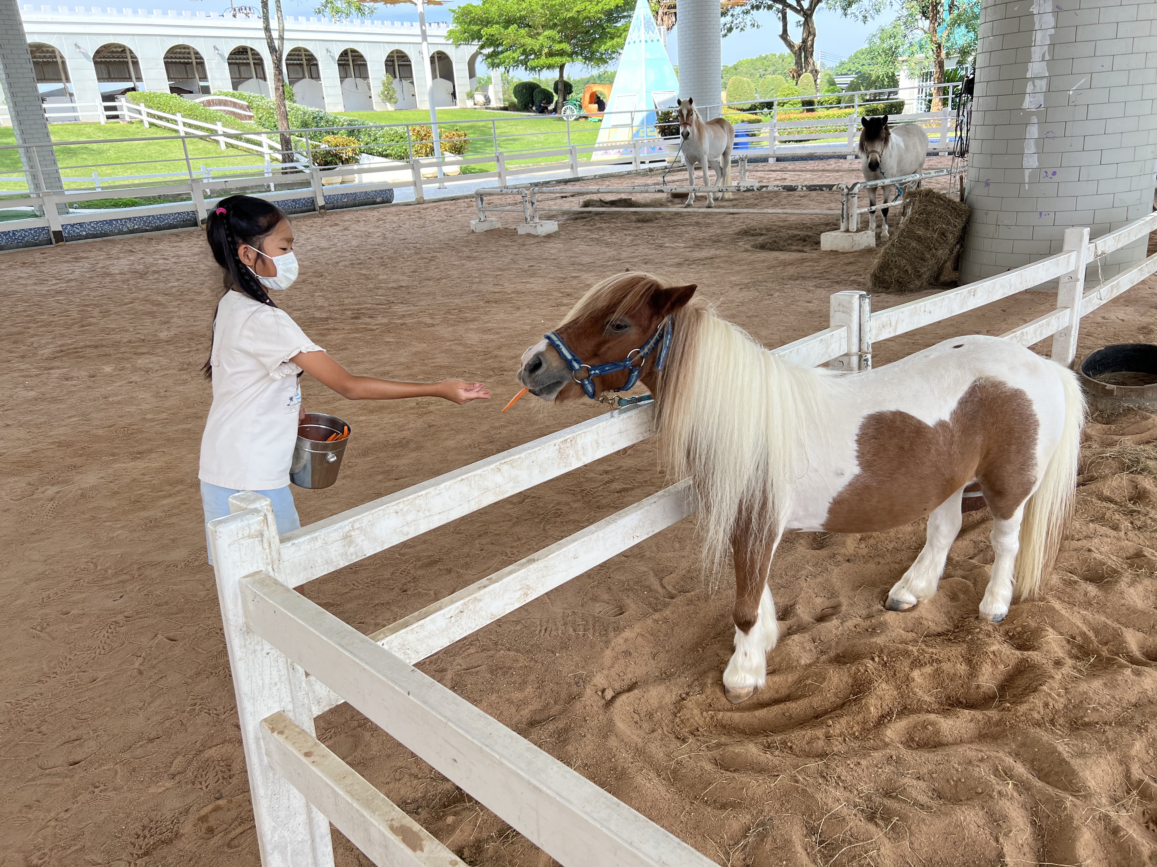 Pipo Pony Club