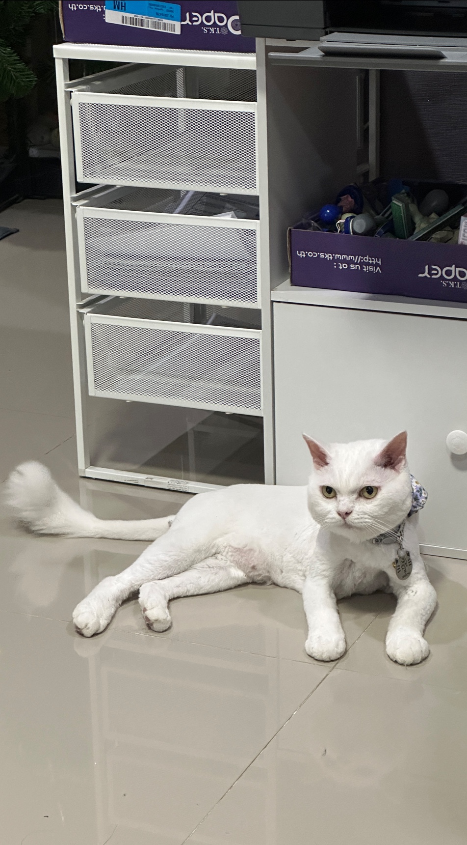 Rungroj Veterinary