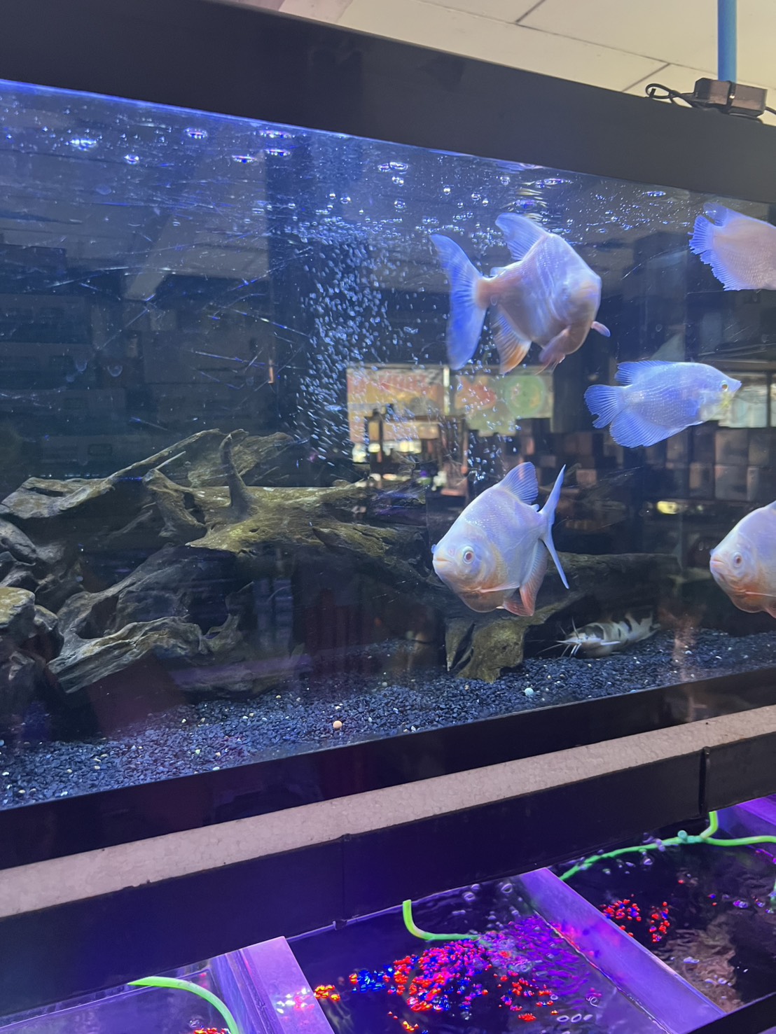 Tao Fish Shop