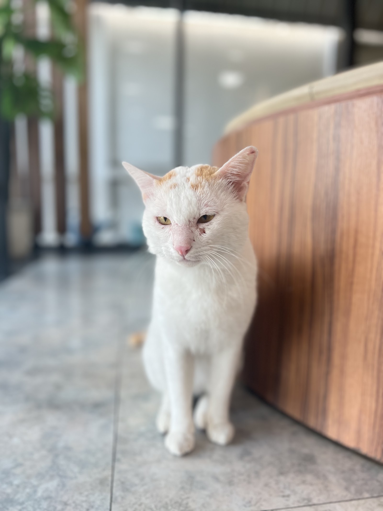 The Legend Animal Hospital