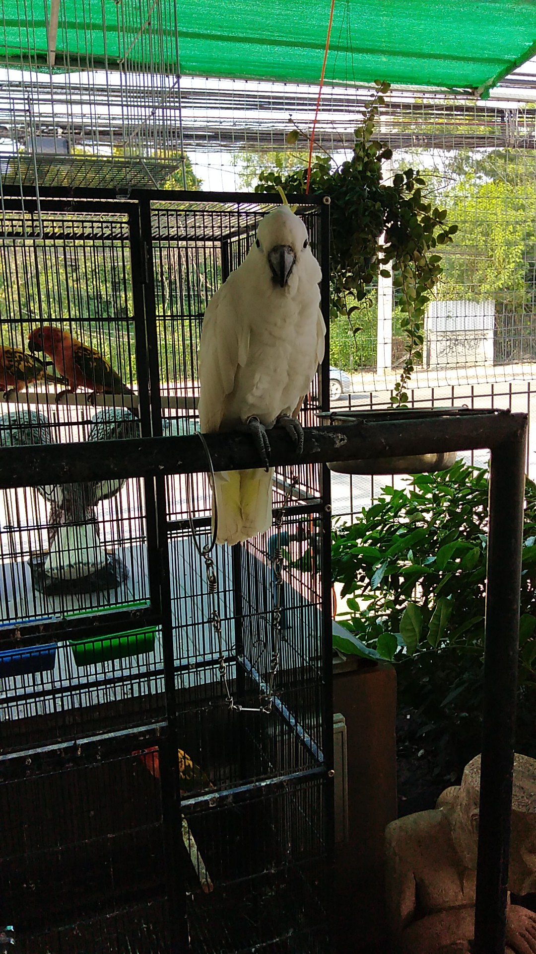 Tong-ma Aquarium & Pets Shop