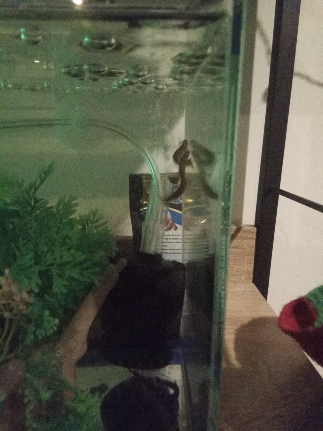Tong-ma Aquarium & Pets Shop