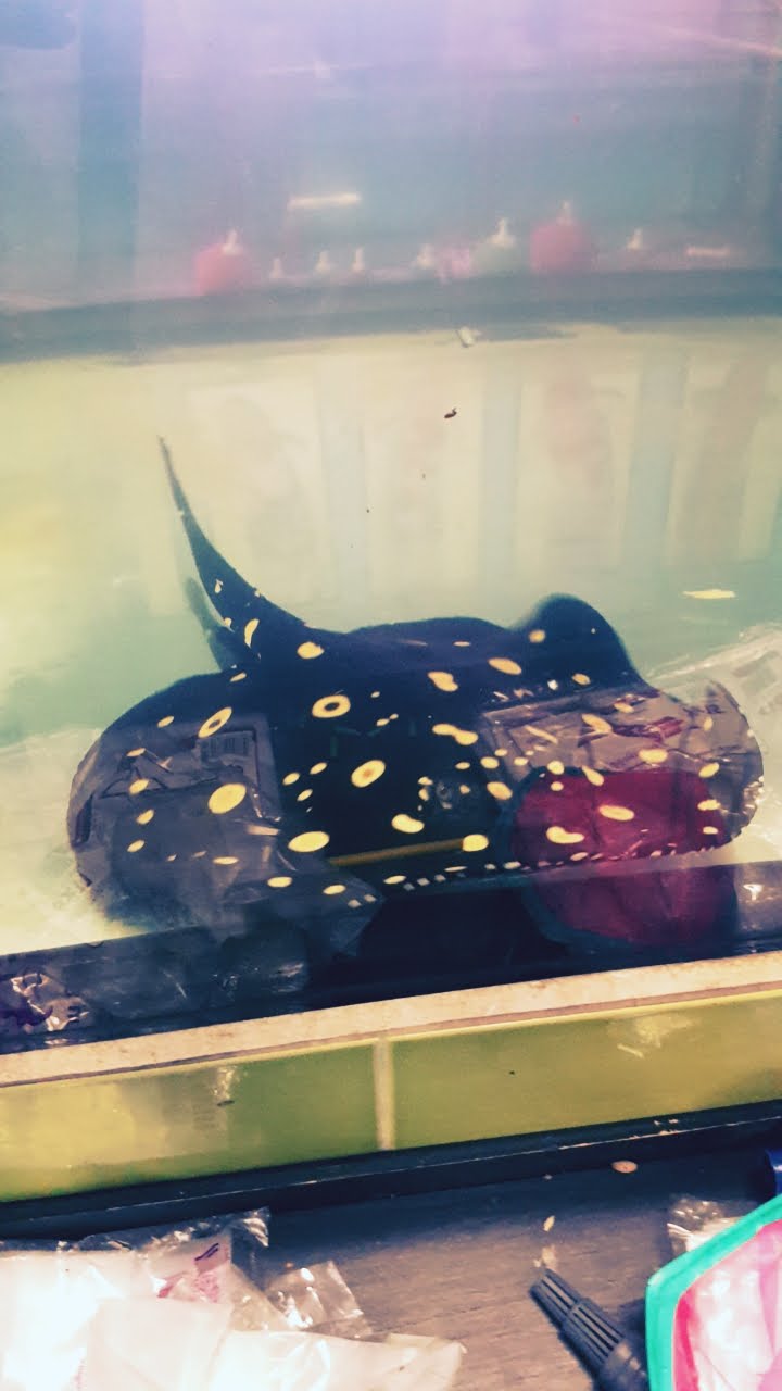 Tong-ma Aquarium & Pets Shop