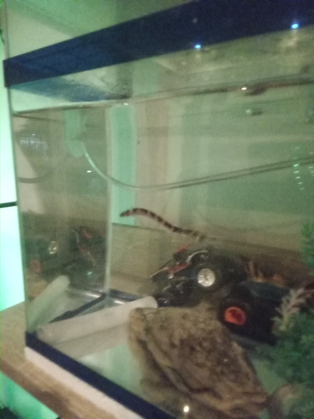 Tong-ma Aquarium & Pets Shop
