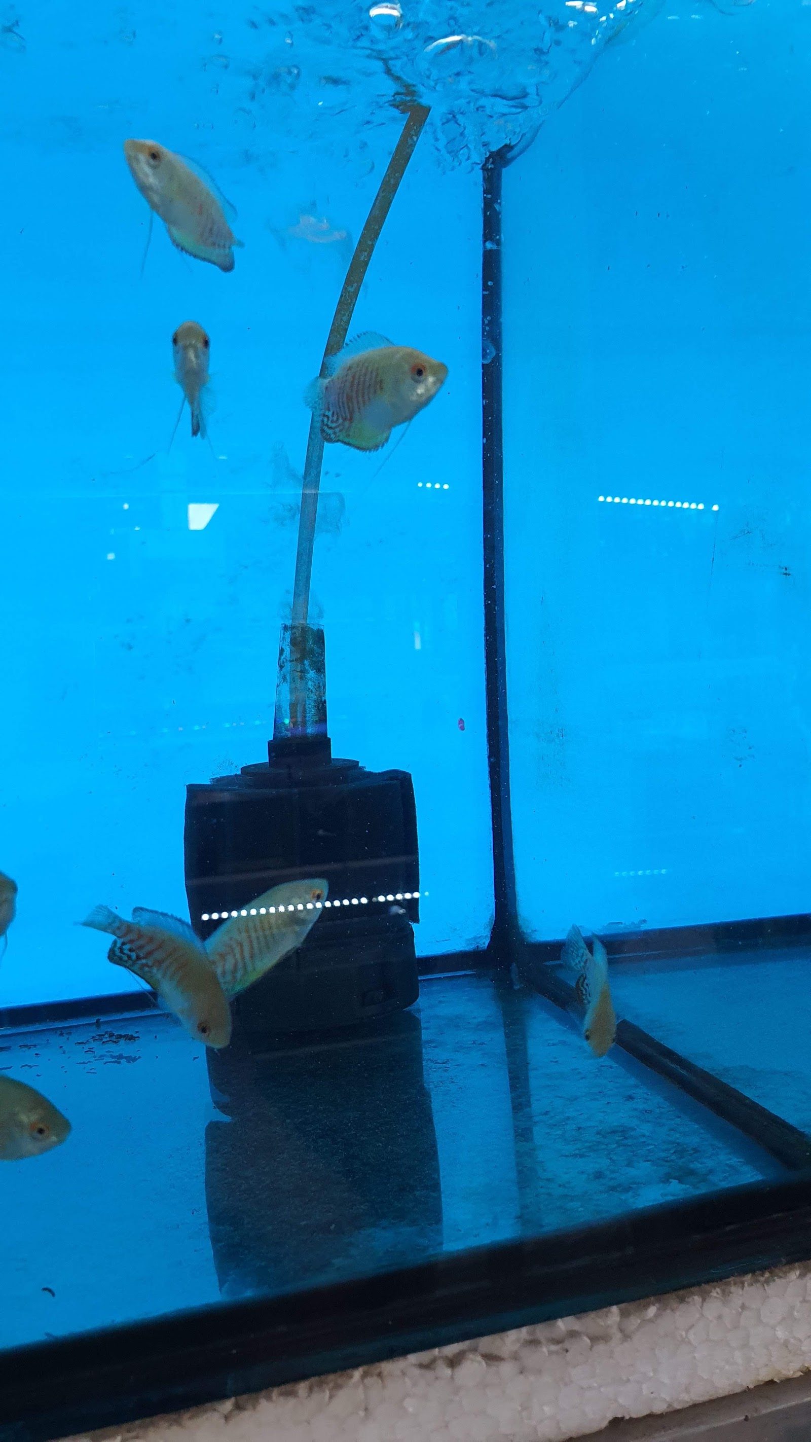 Tong-ma Aquarium & Pets Shop