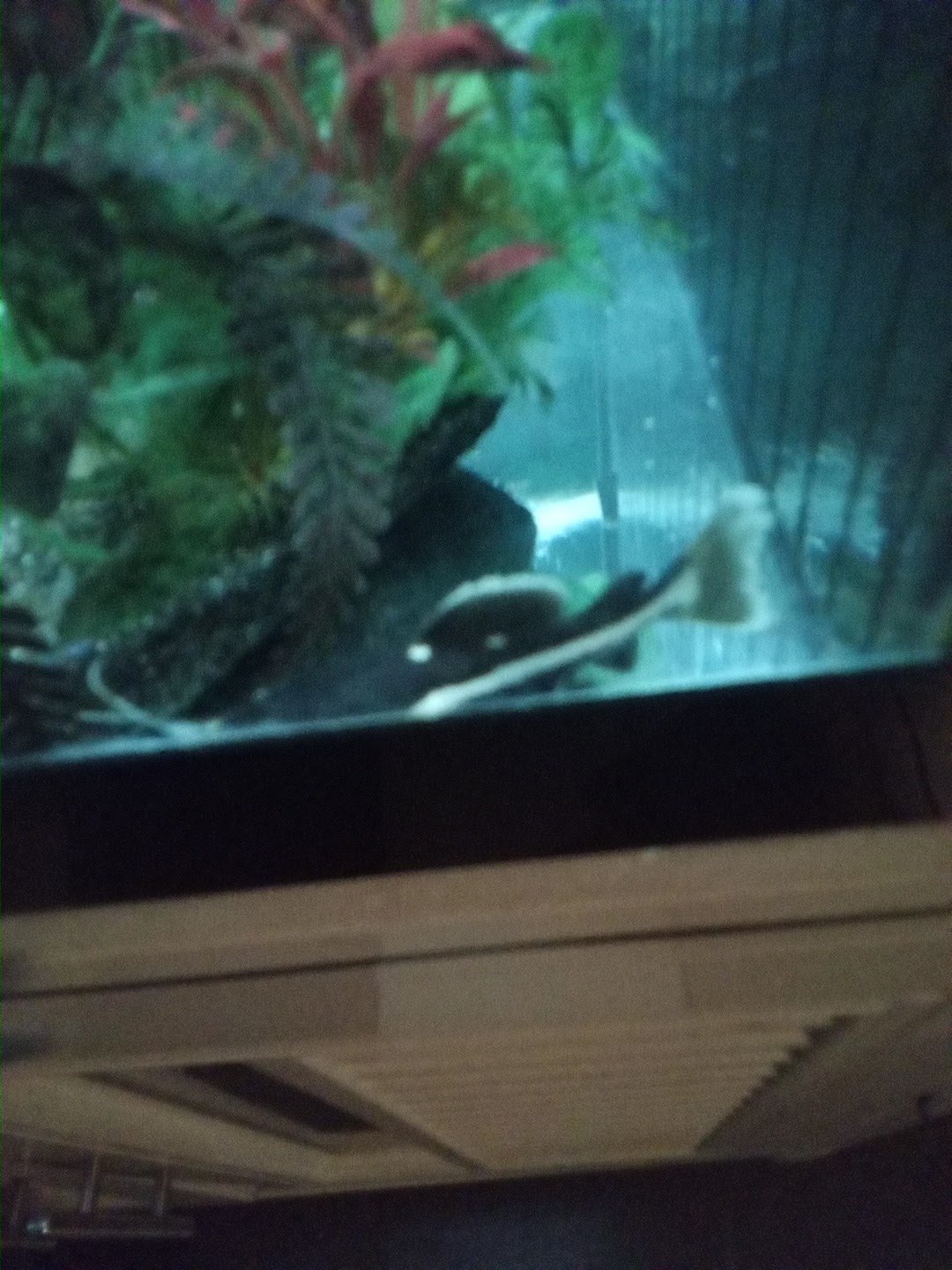 Tong-ma Aquarium & Pets Shop