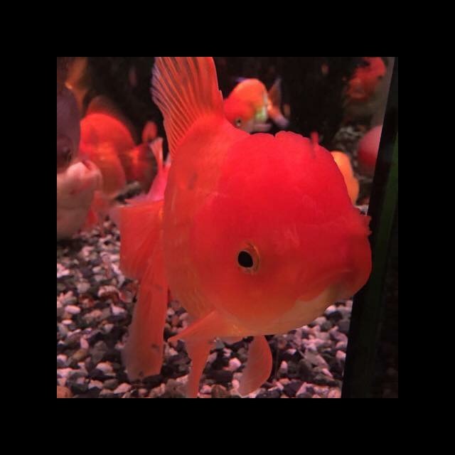 Aod Aquarium
