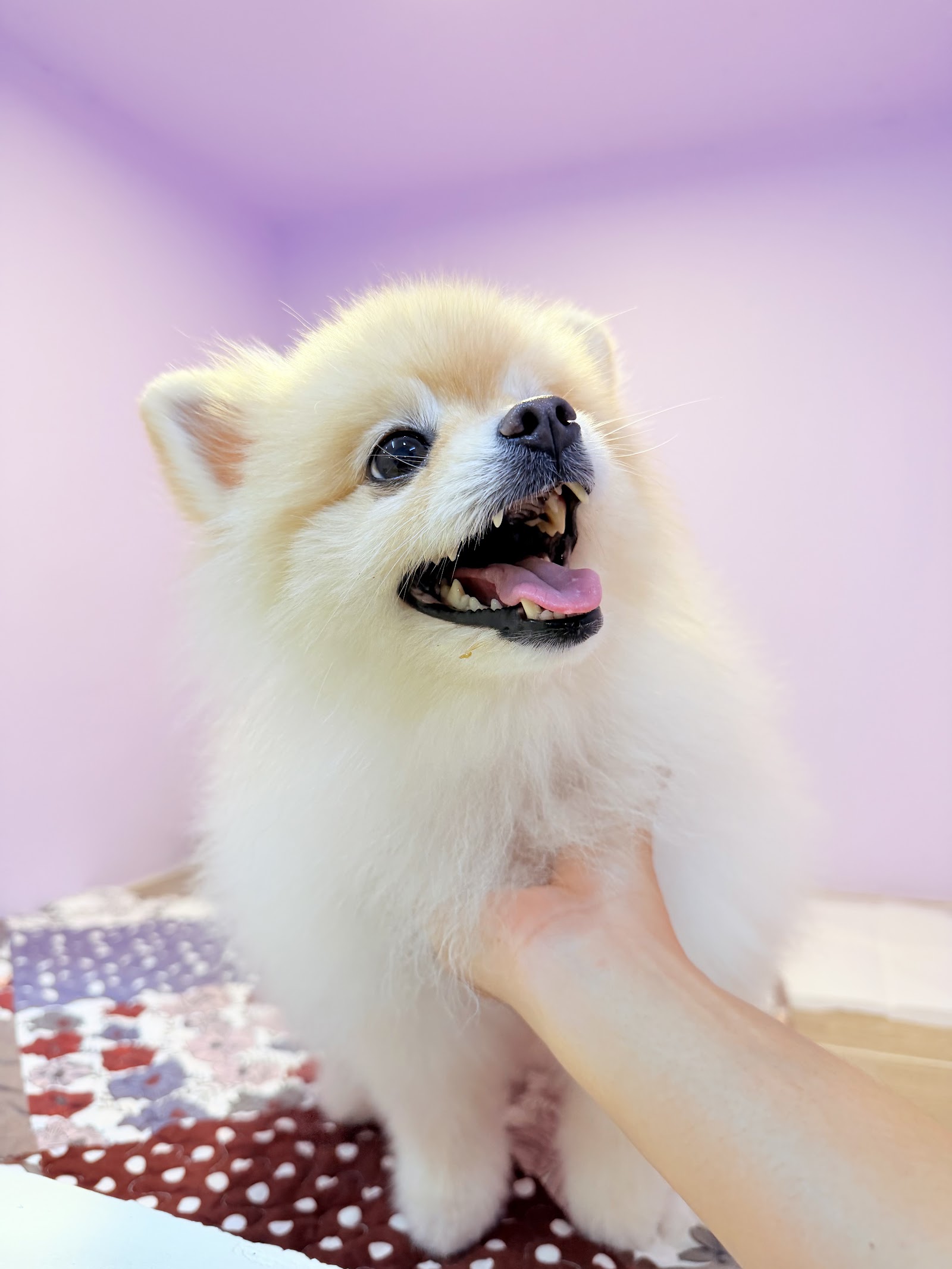 Pet Society - Khonkaen