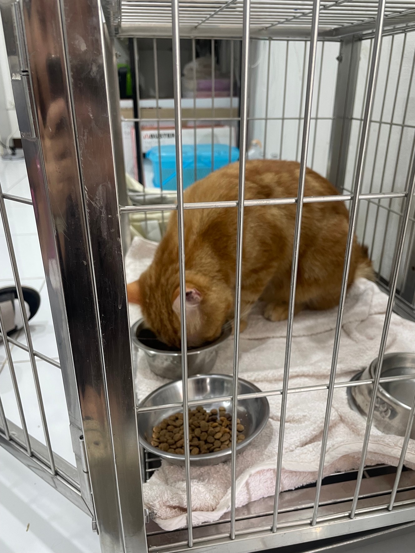 Siwali Animal Hospital