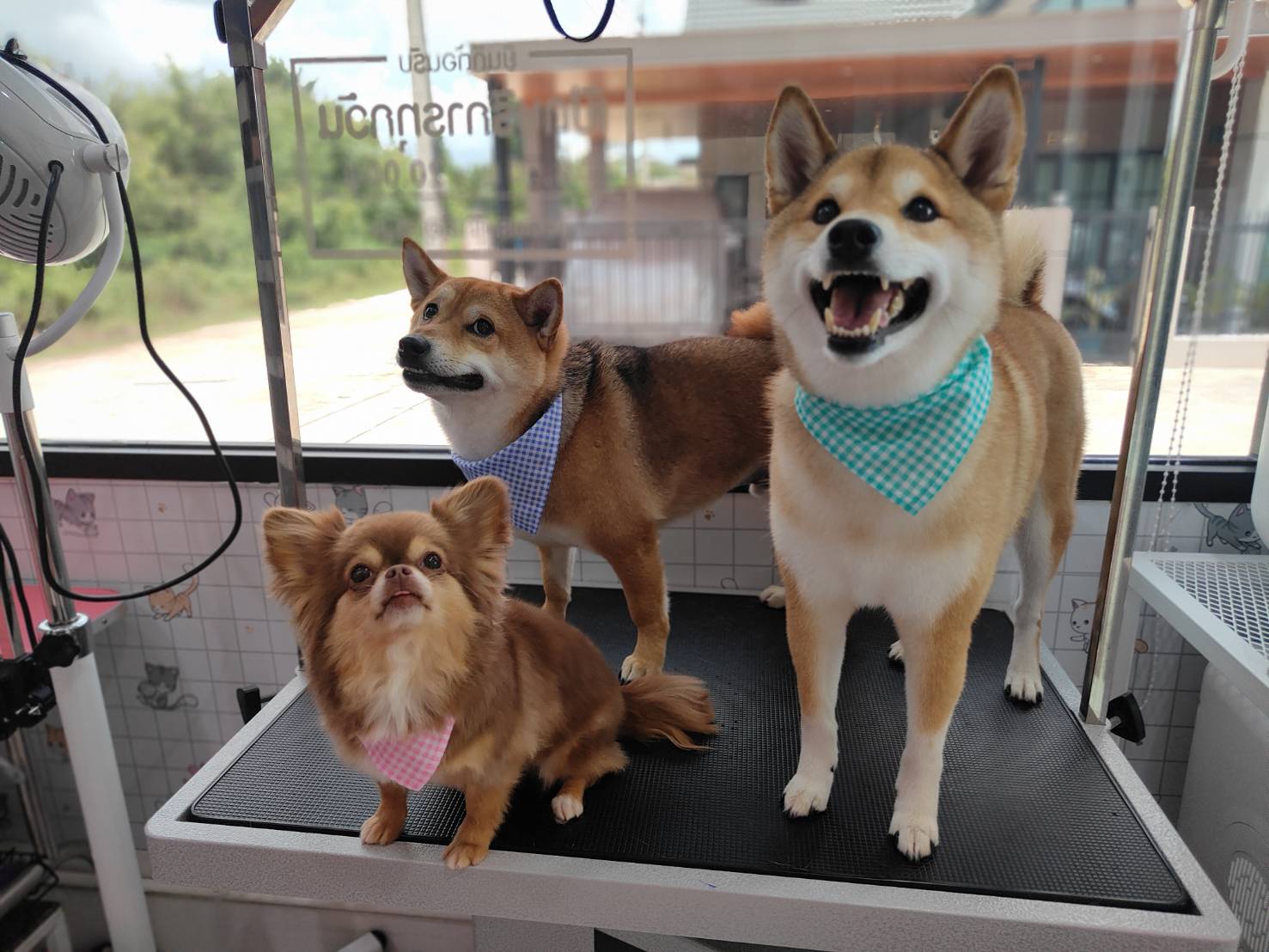 Cat and dog salon