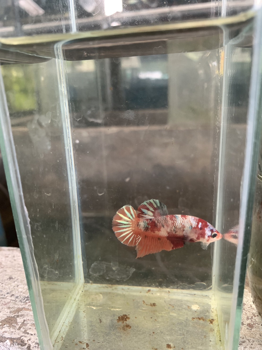 Manambanrakpla fancy fish farm Krabi
