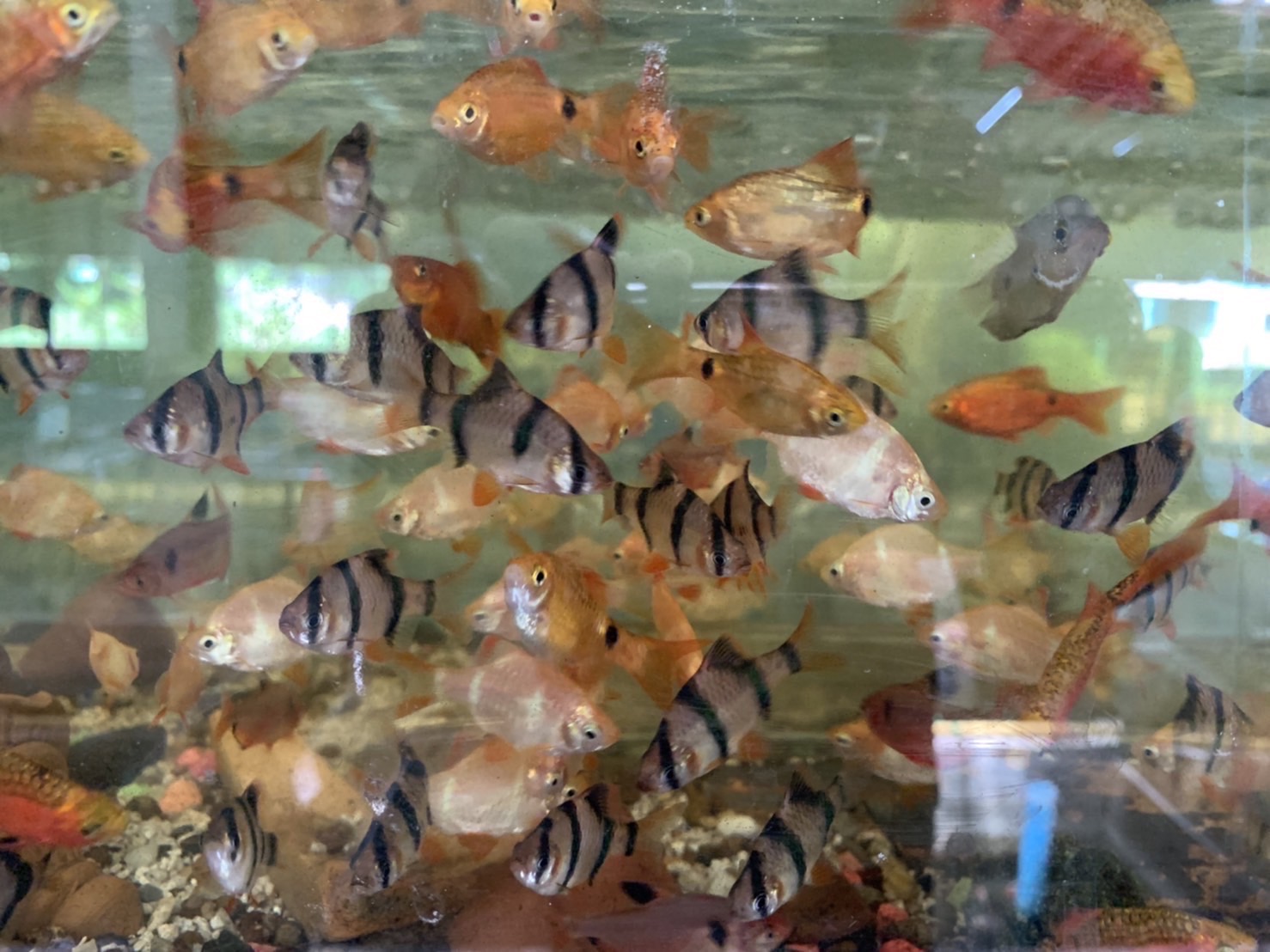 Manambanrakpla fancy fish farm Krabi