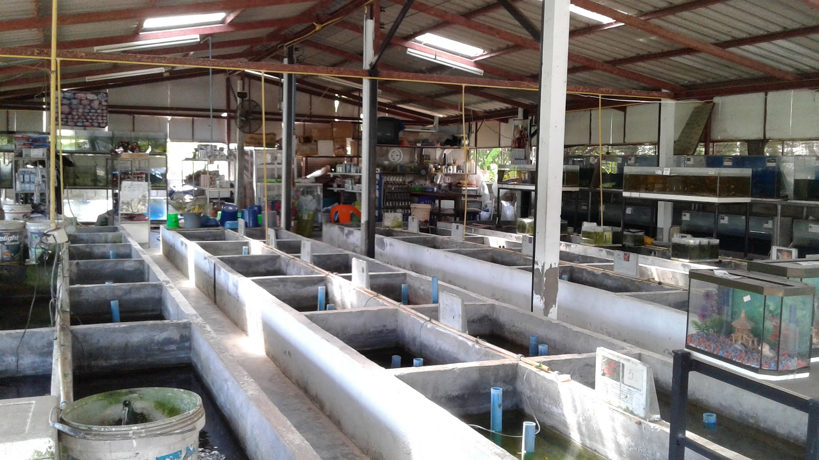 Manambanrakpla fancy fish farm Krabi
