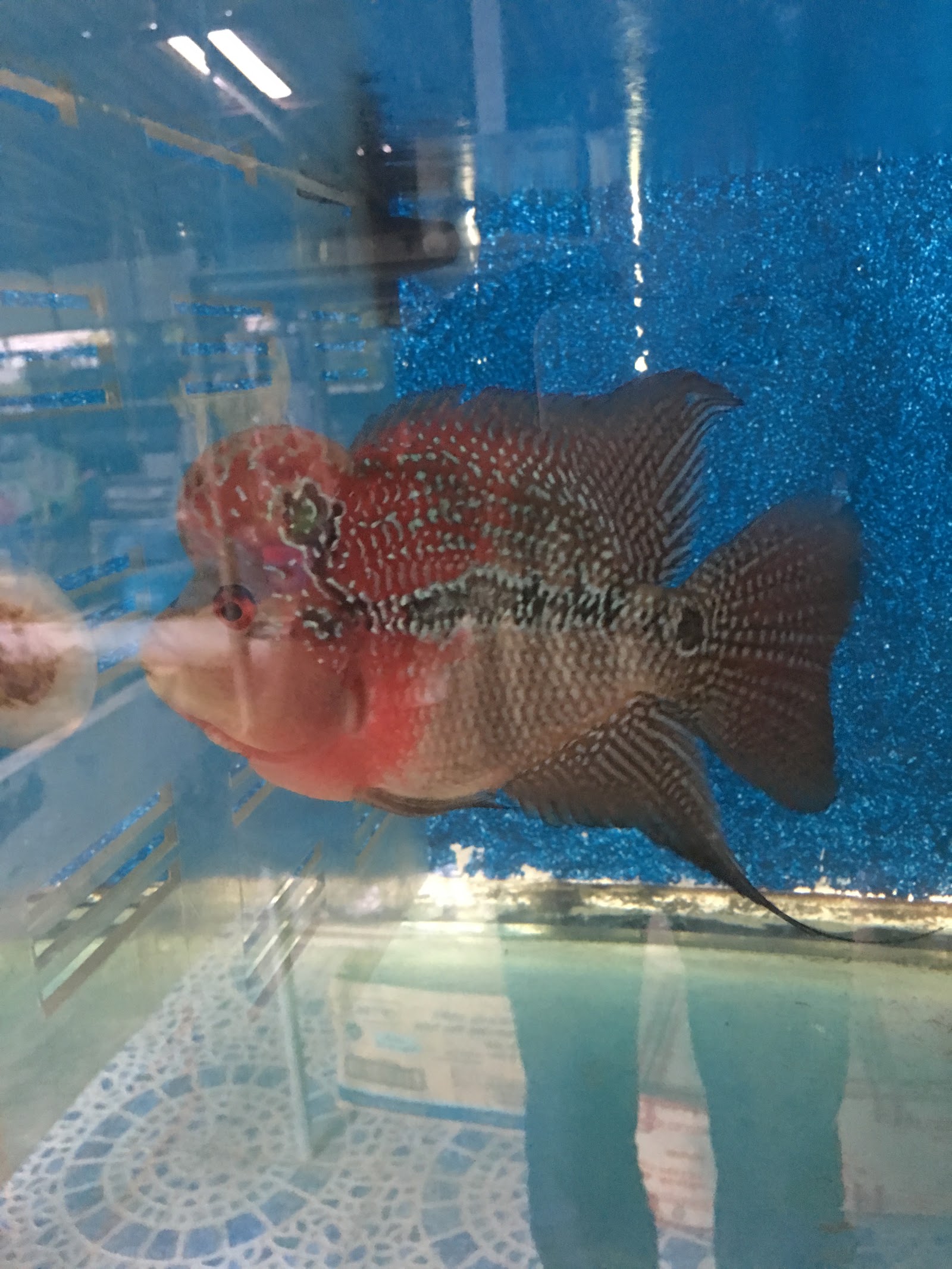 Manambanrakpla fancy fish farm Krabi
