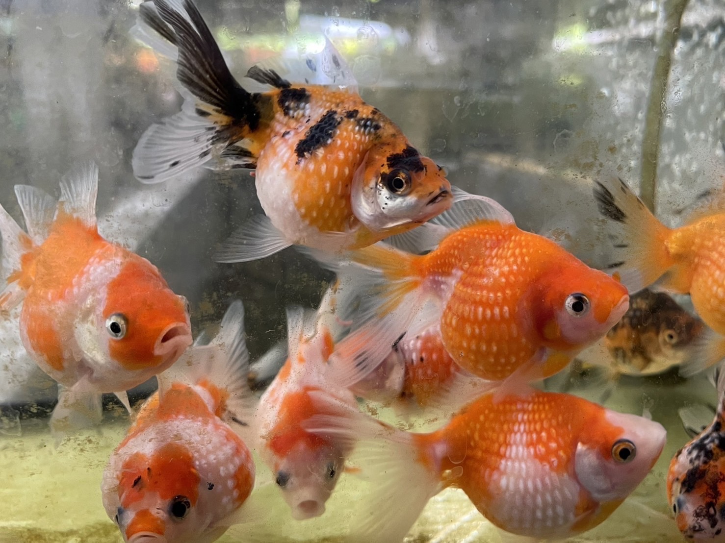 Manambanrakpla fancy fish farm Krabi