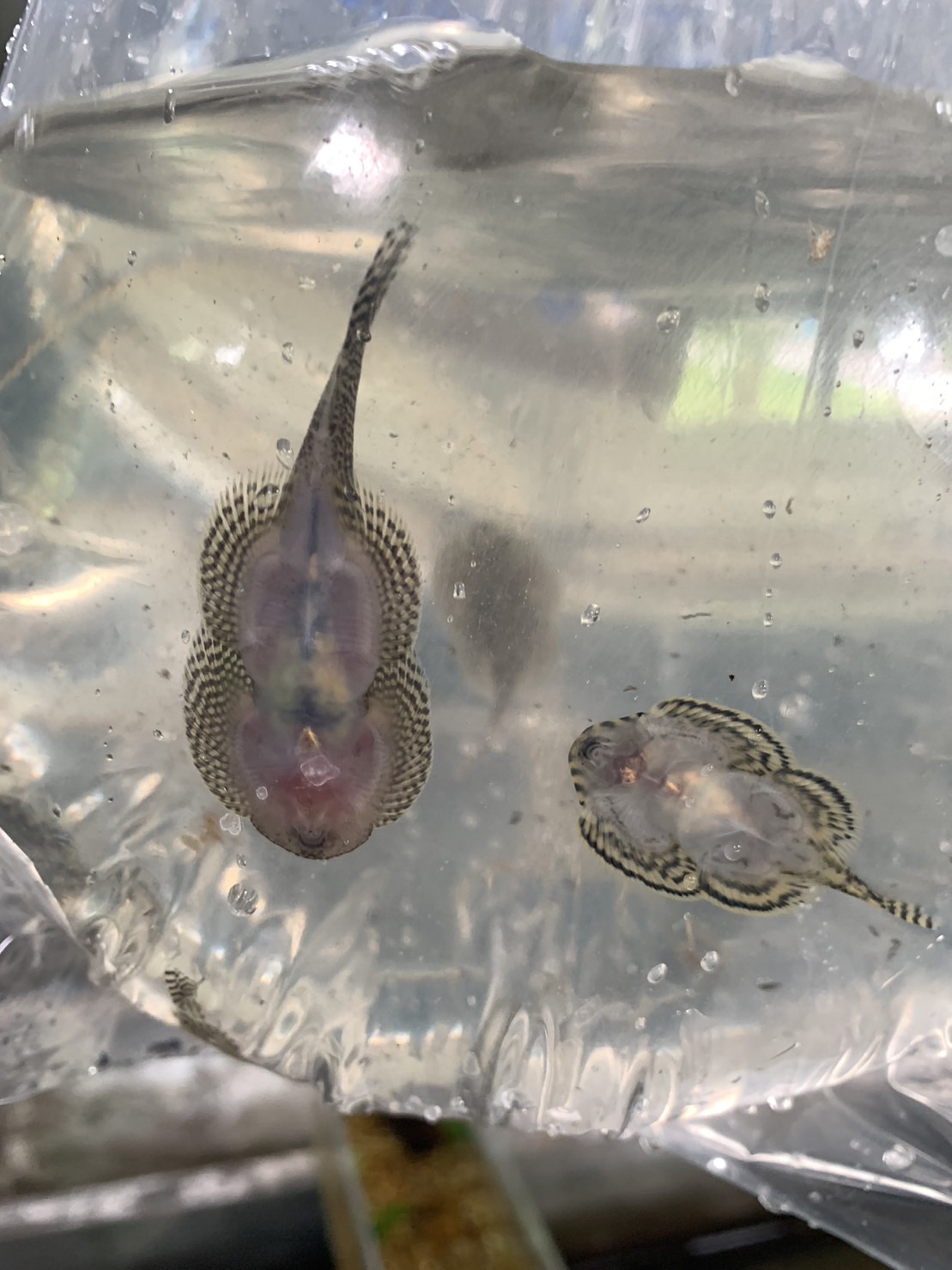 Manambanrakpla fancy fish farm Krabi