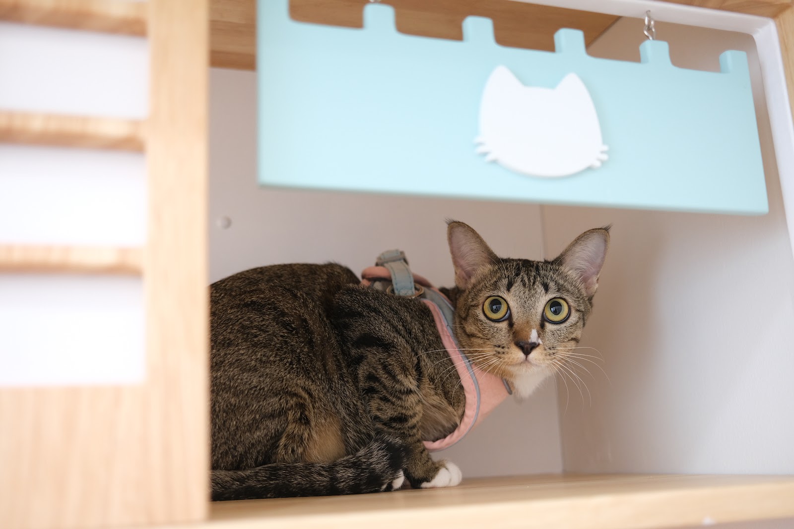 Pop cat hotel at Lampang