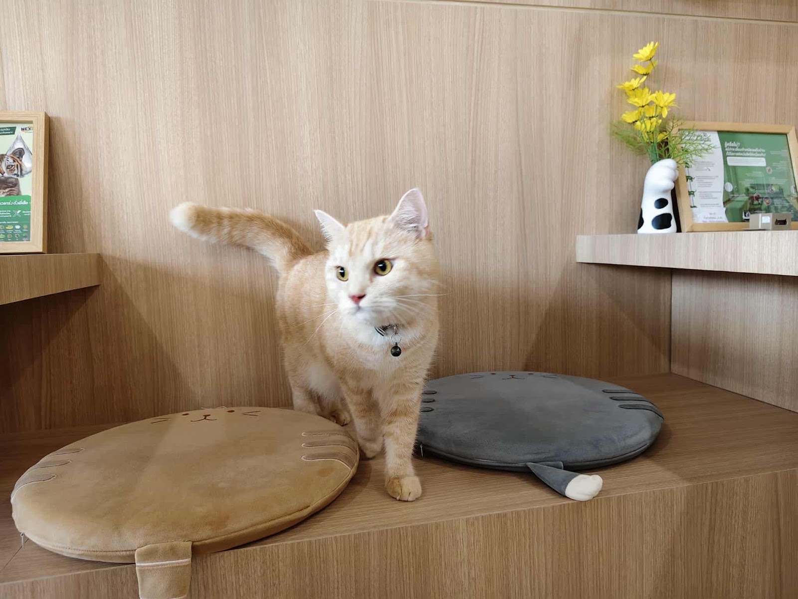 Pop cat hotel at Lampang