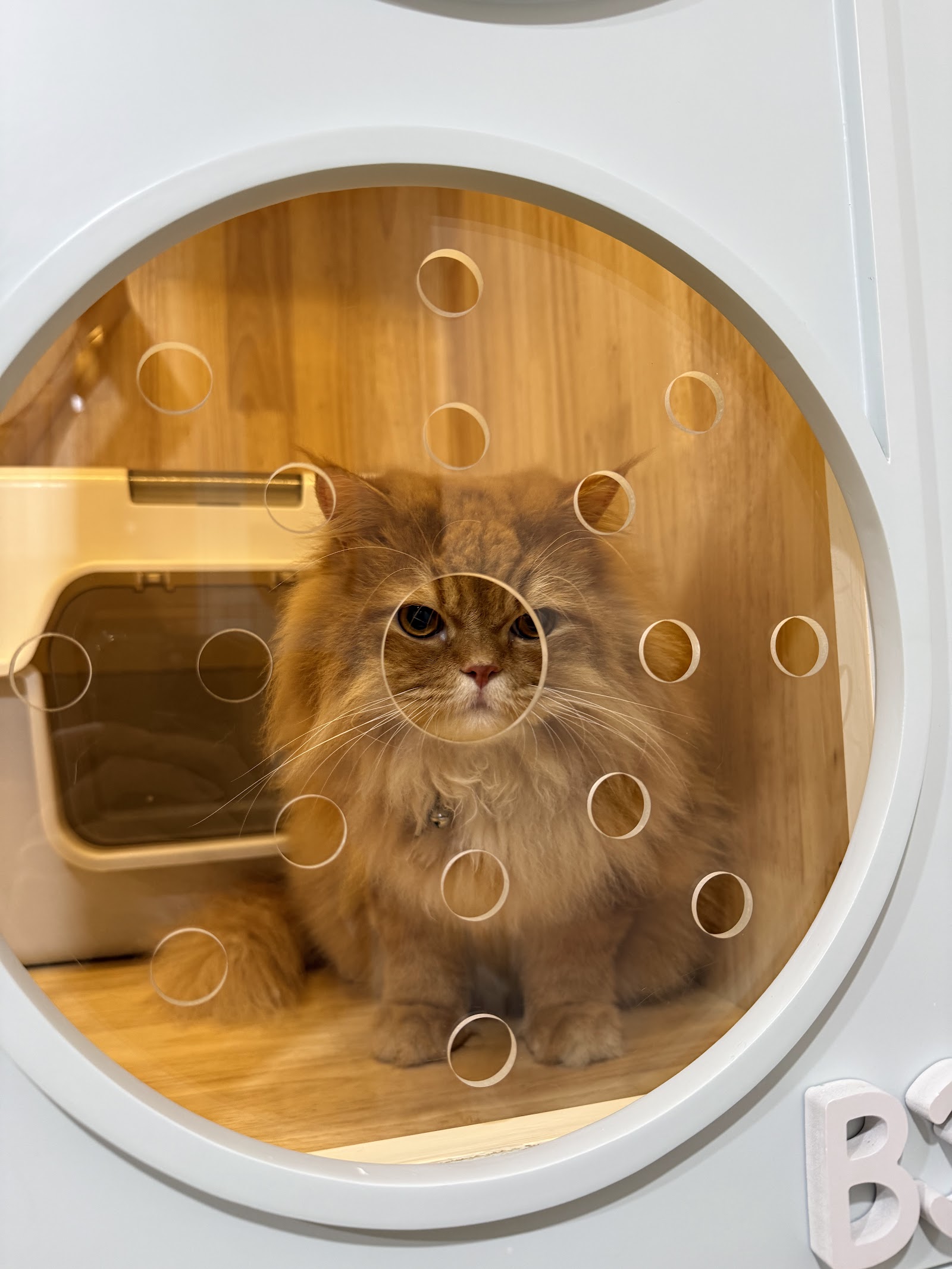 Pop cat hotel at Lampang