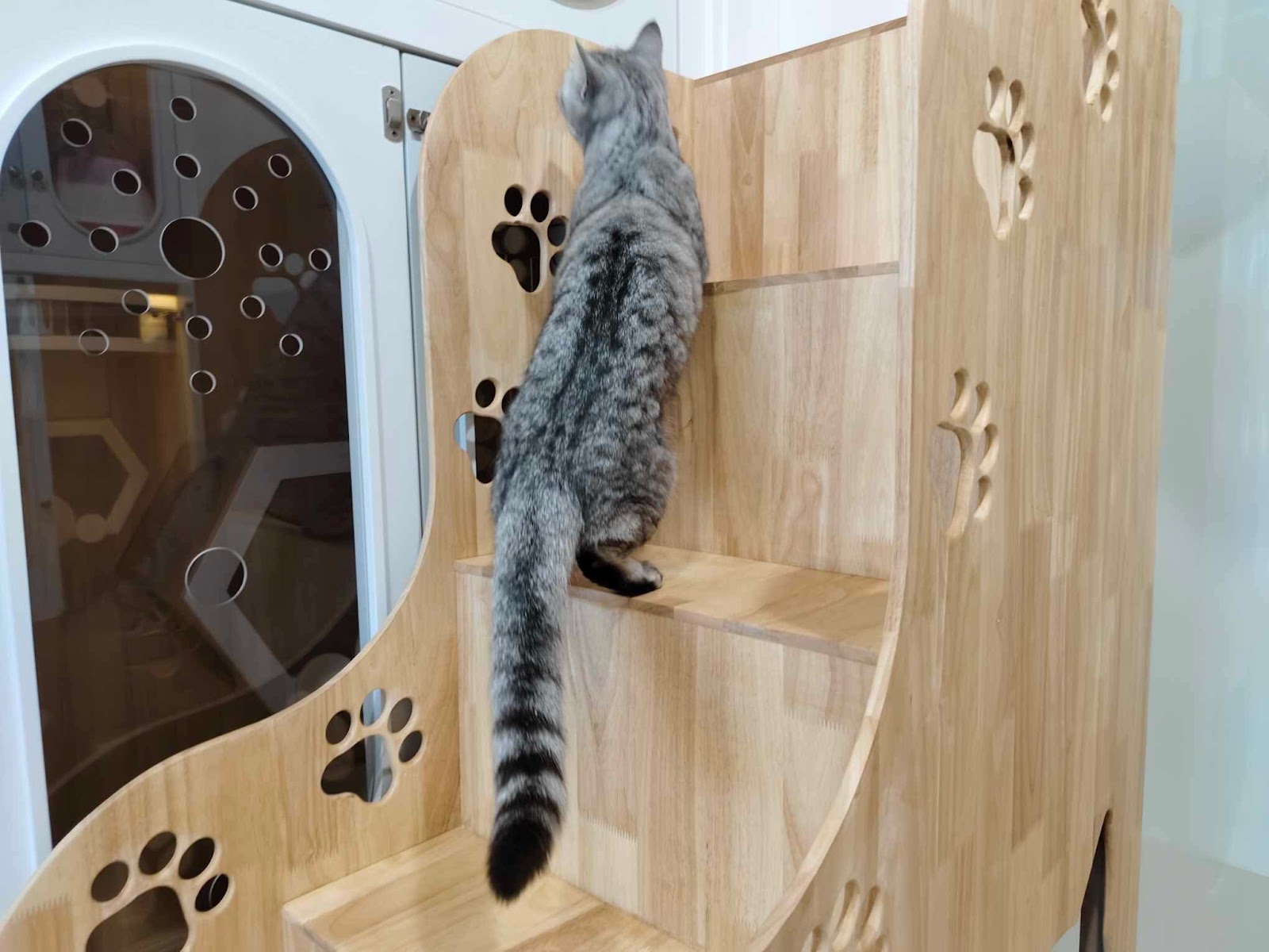 Pop cat hotel at Lampang