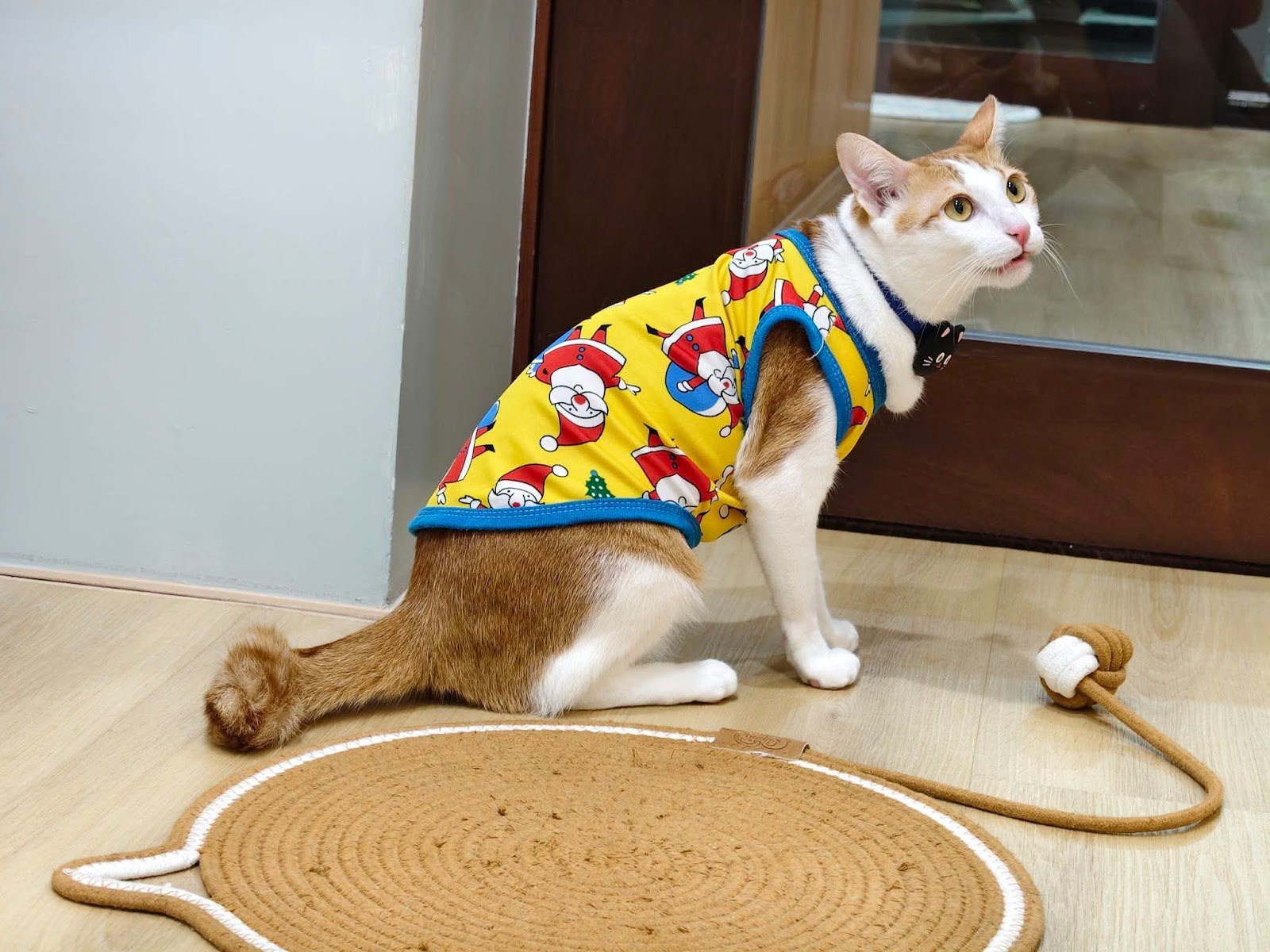 Pop cat hotel at Lampang