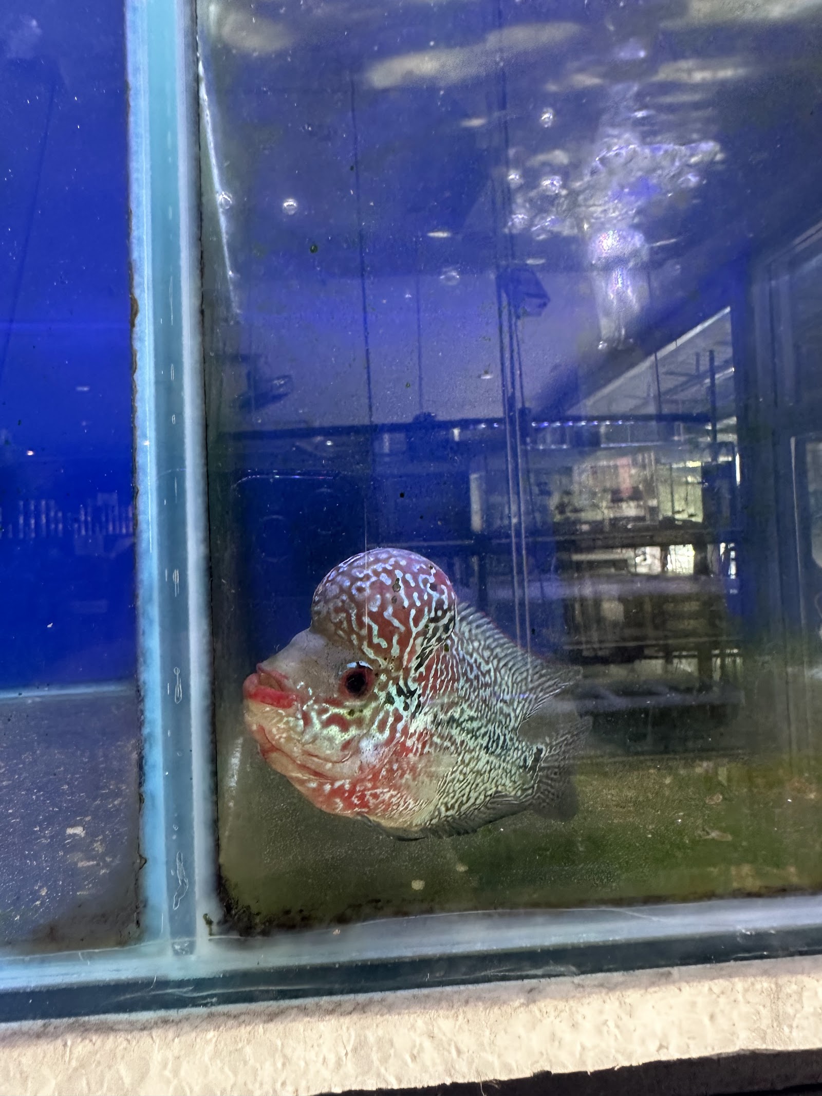 Fish One Lopburi