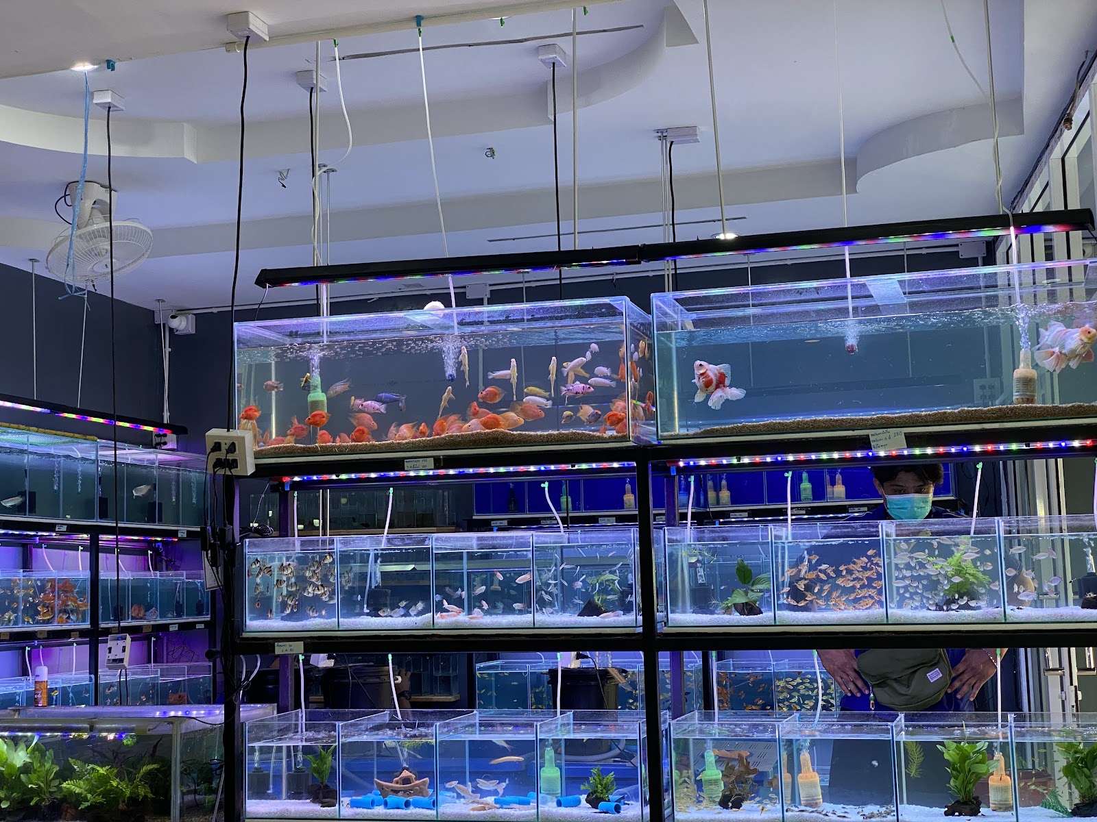 Fish One Lopburi
