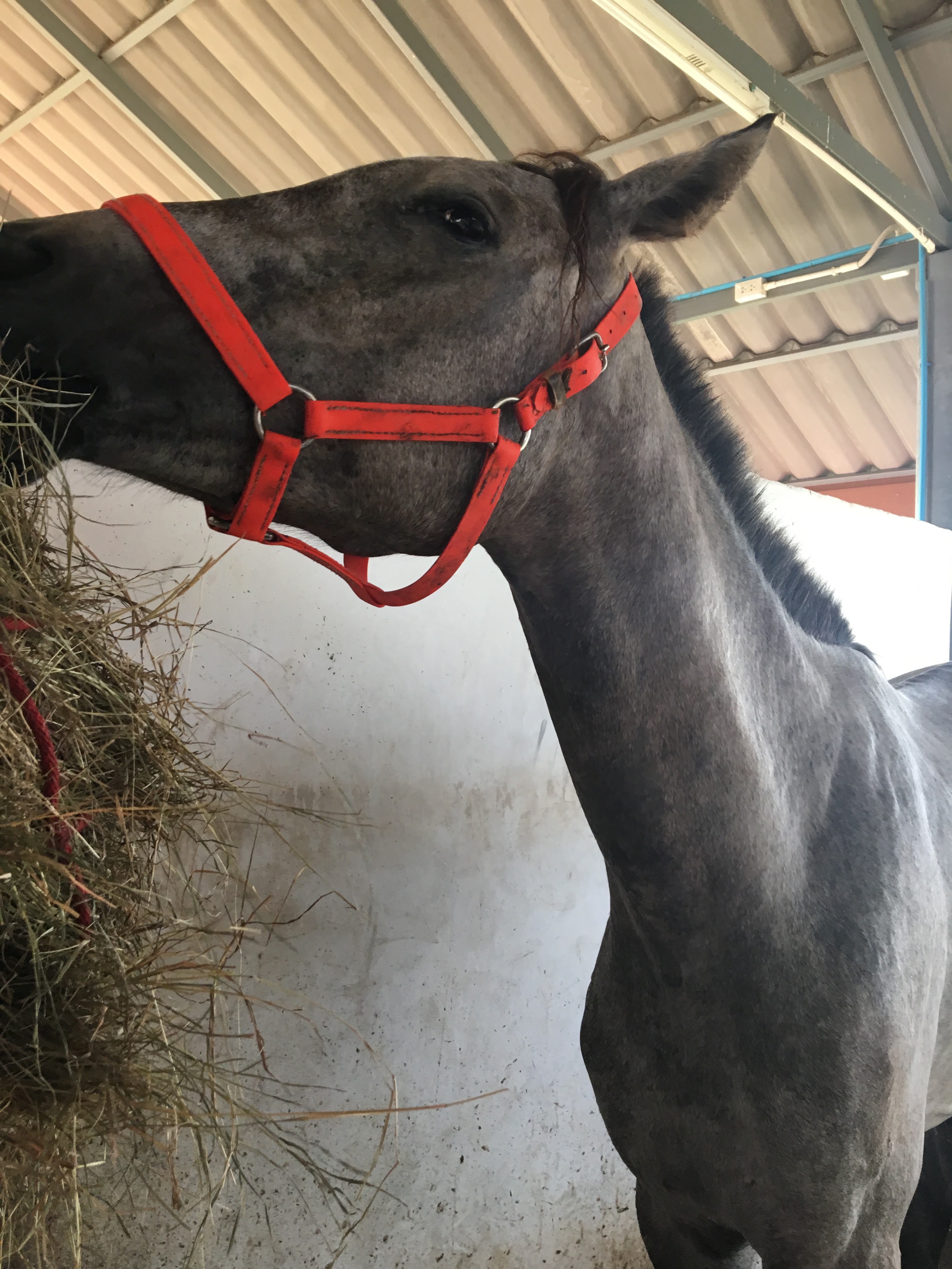 Mafia Dhang Pu Ph a- Horse Ridding School