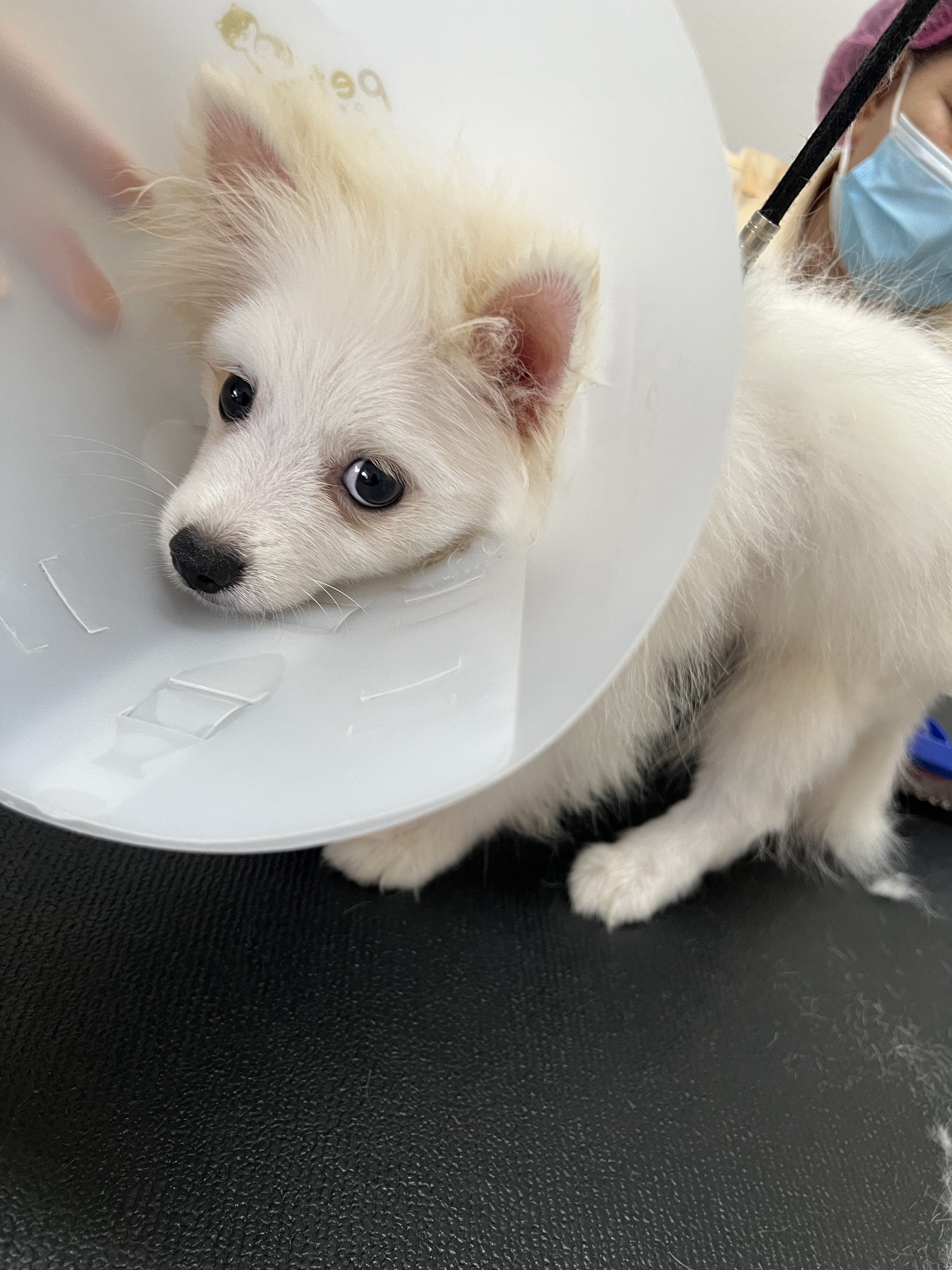 Ears are set to treat animals