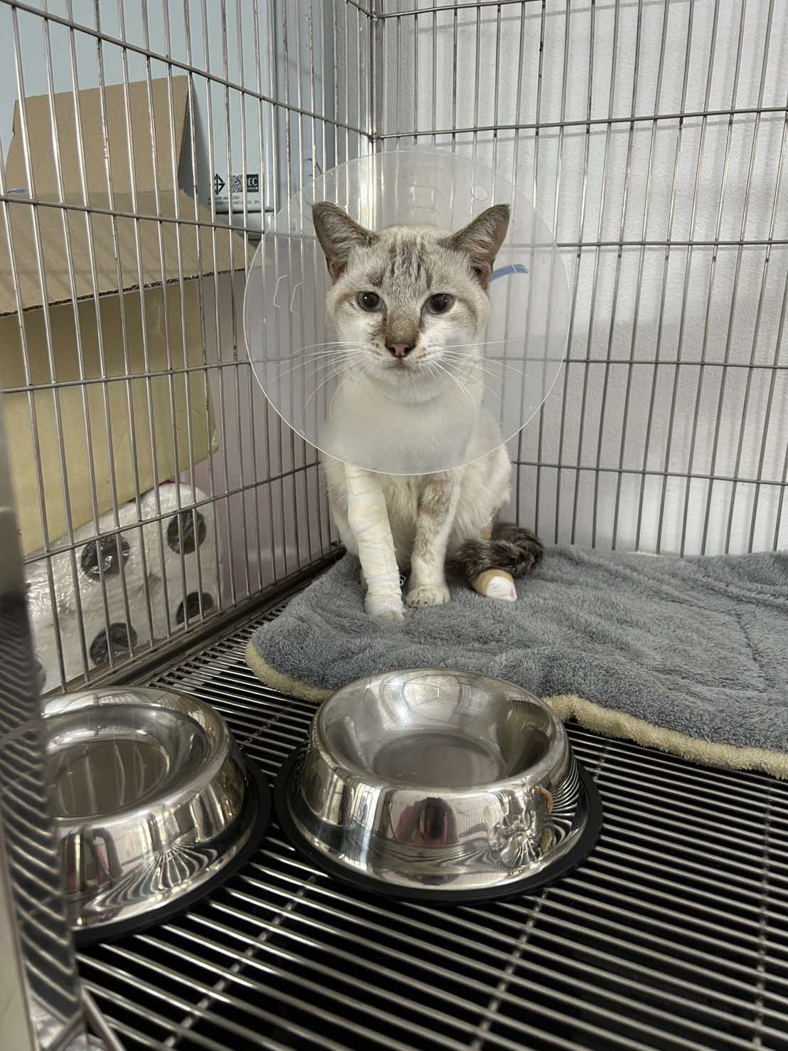 Clear Animal Treatment